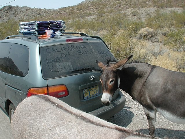 Wild Donkeys in Oatman, Arizona