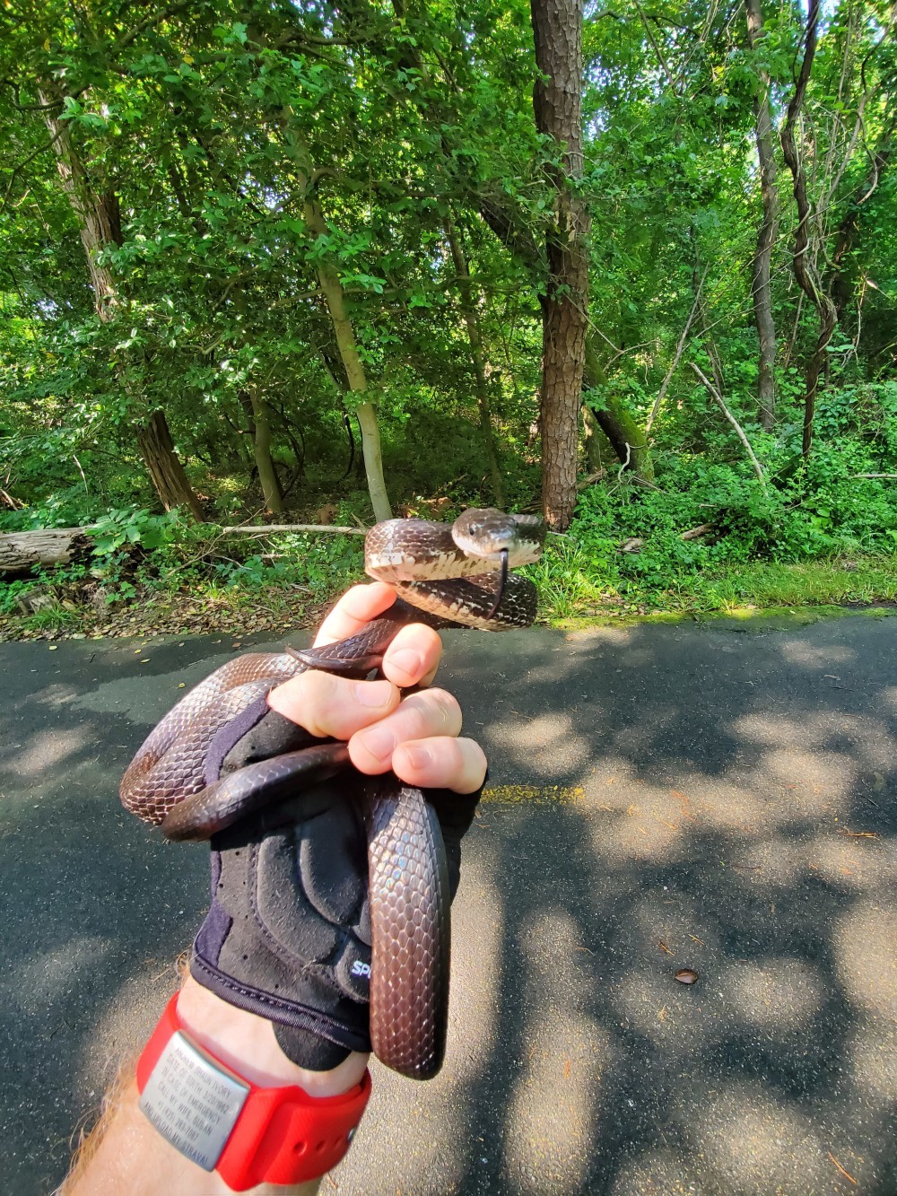 My first snake! He was awesome!