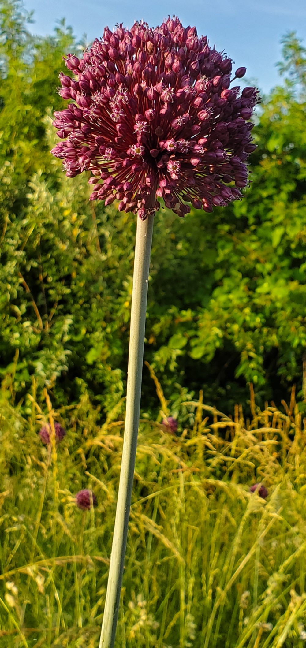 Yorktown Onion. When John told me what they were, my mouth started watering. I think I need some fresh vegetables!