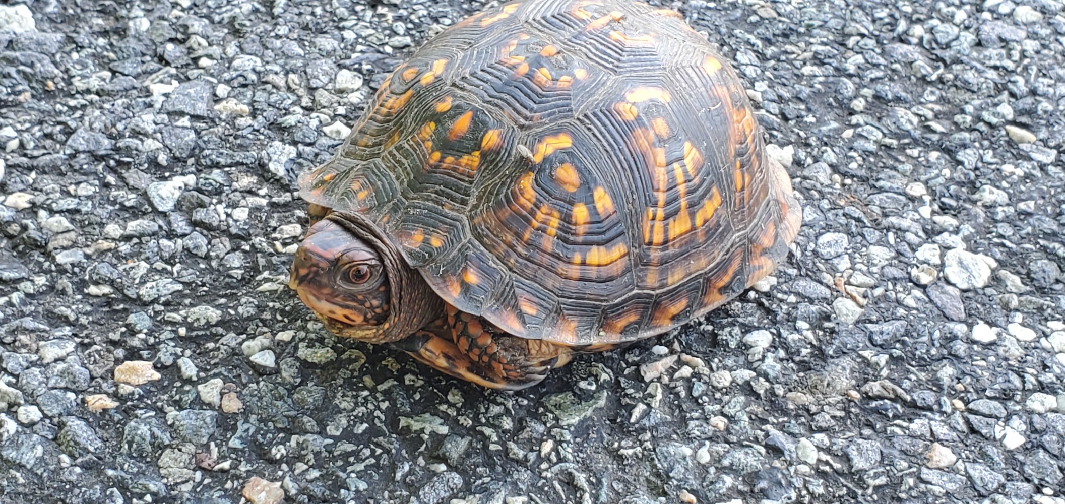 My friend the box turtle before I scooped her off the road for a picture, and, also, so she wouldn't get squished.