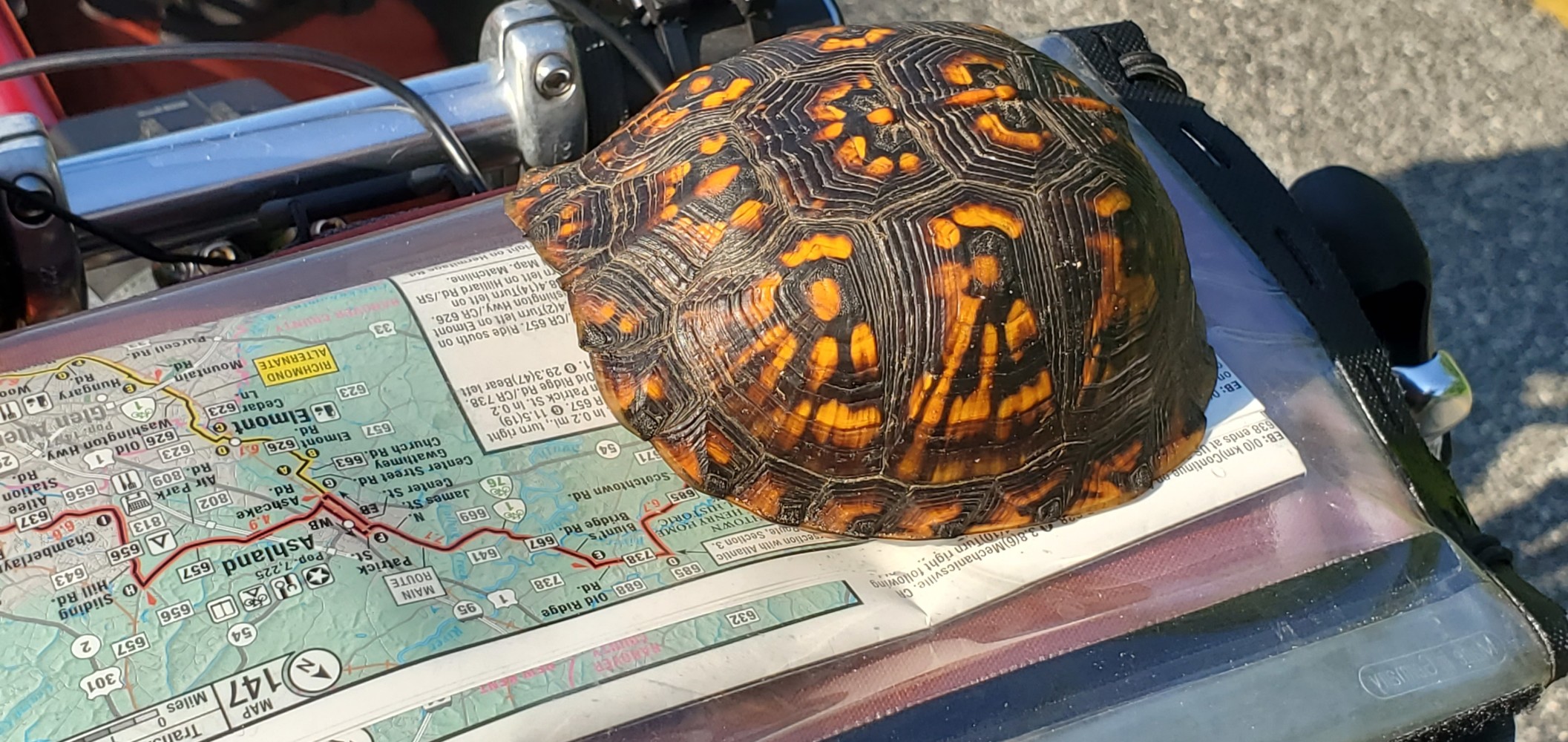 My fiend the box turtle being shy.