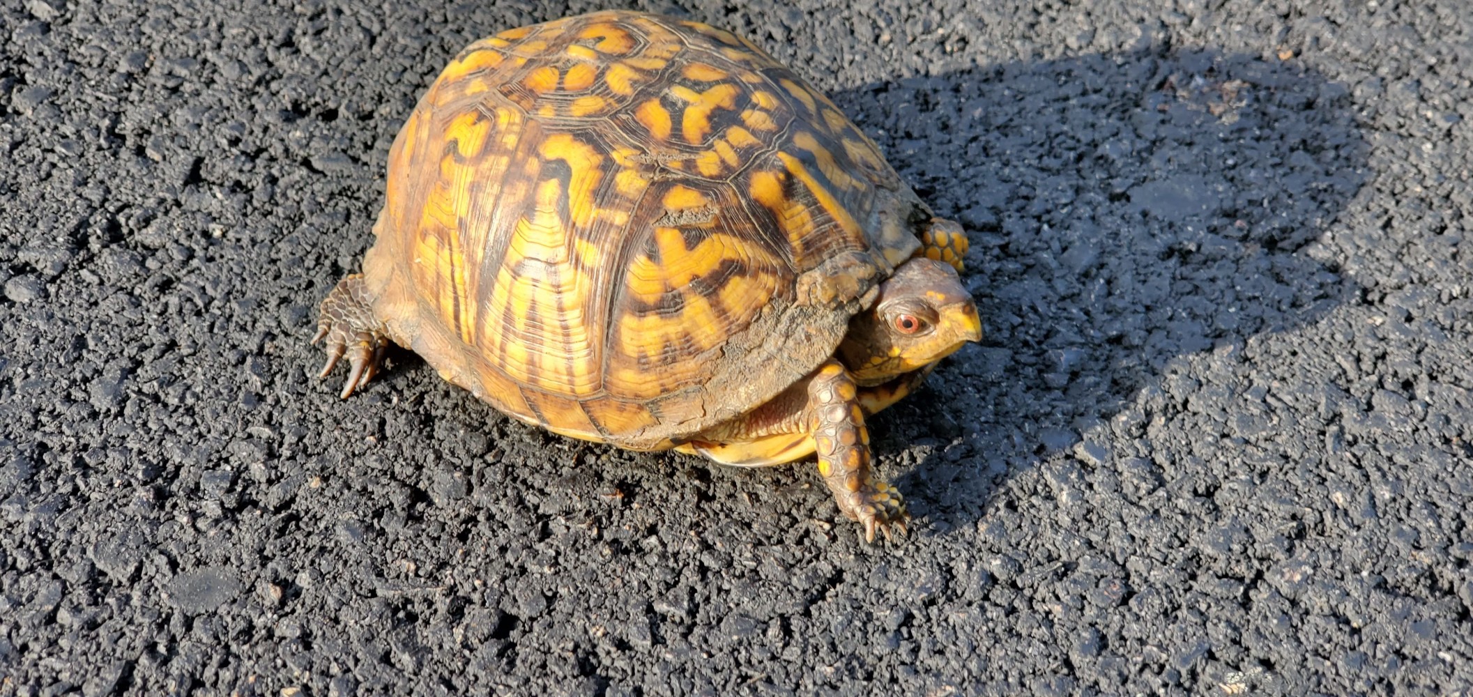 Another turtle calmly crossing the dangerous road!