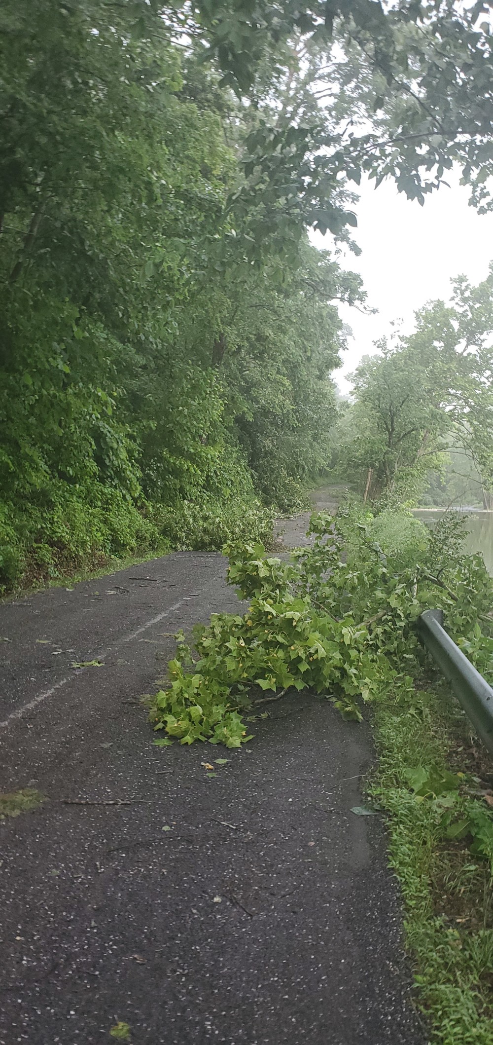Downed branches on Possum Hollow Road