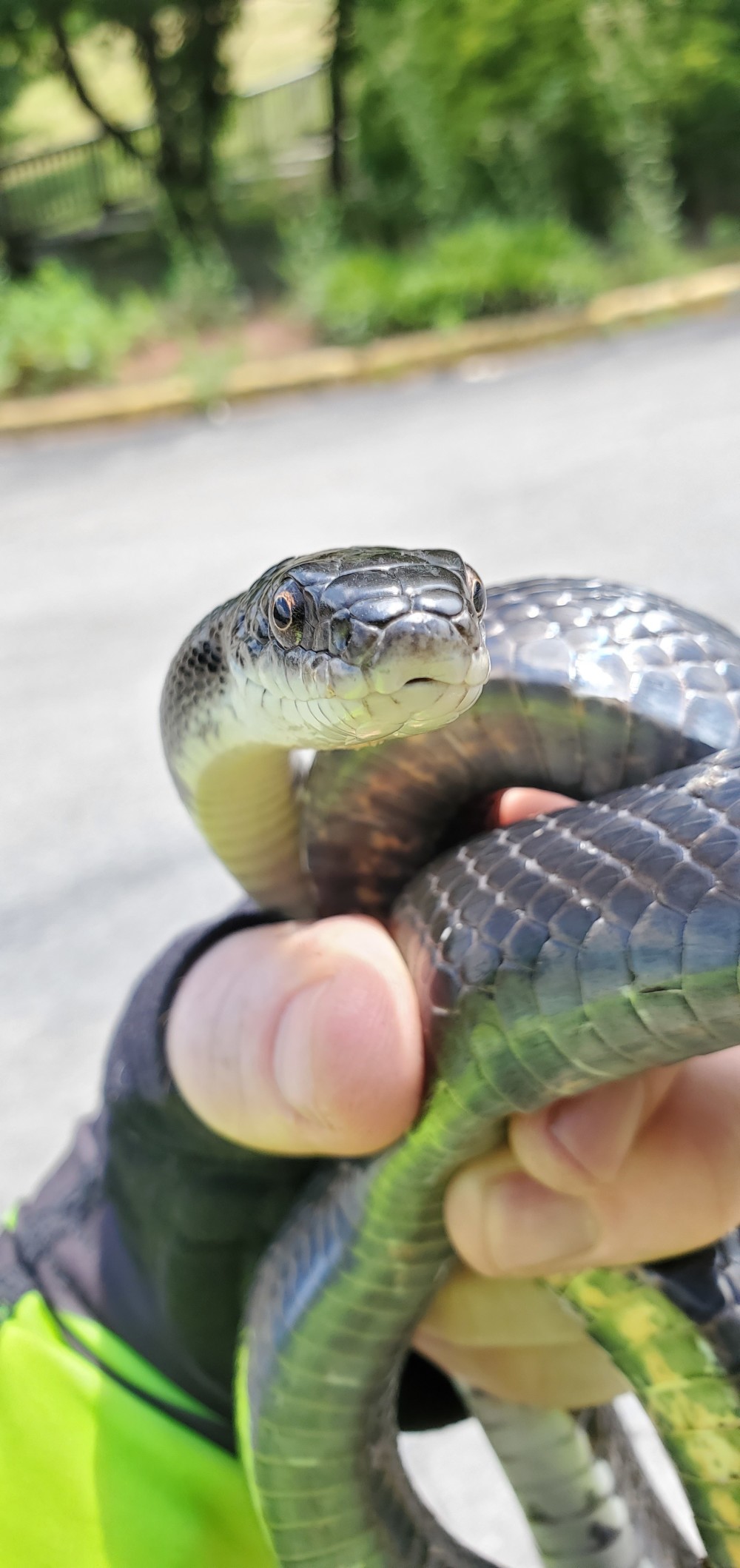 Another snakey friend!