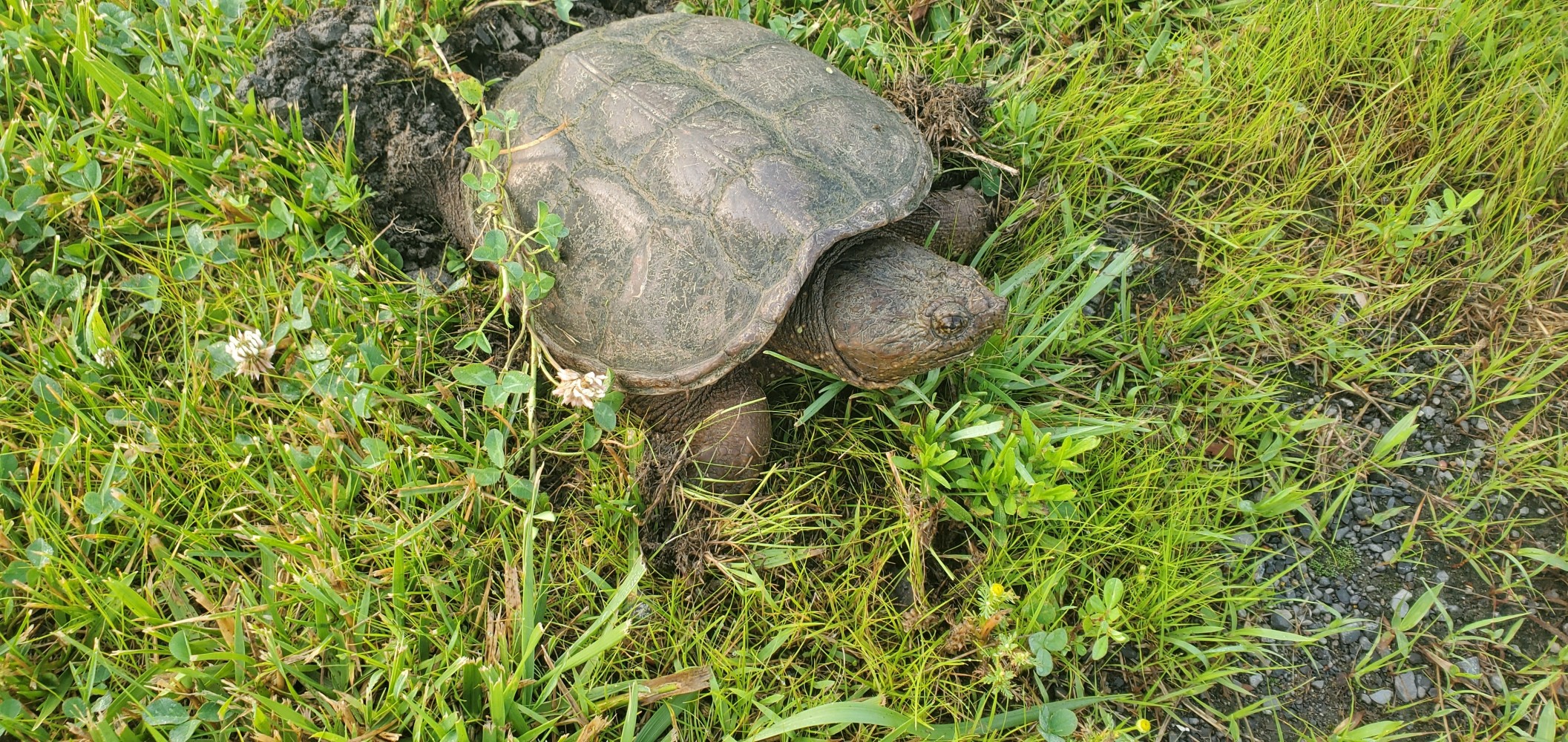 Snapping turtle as I approached it.