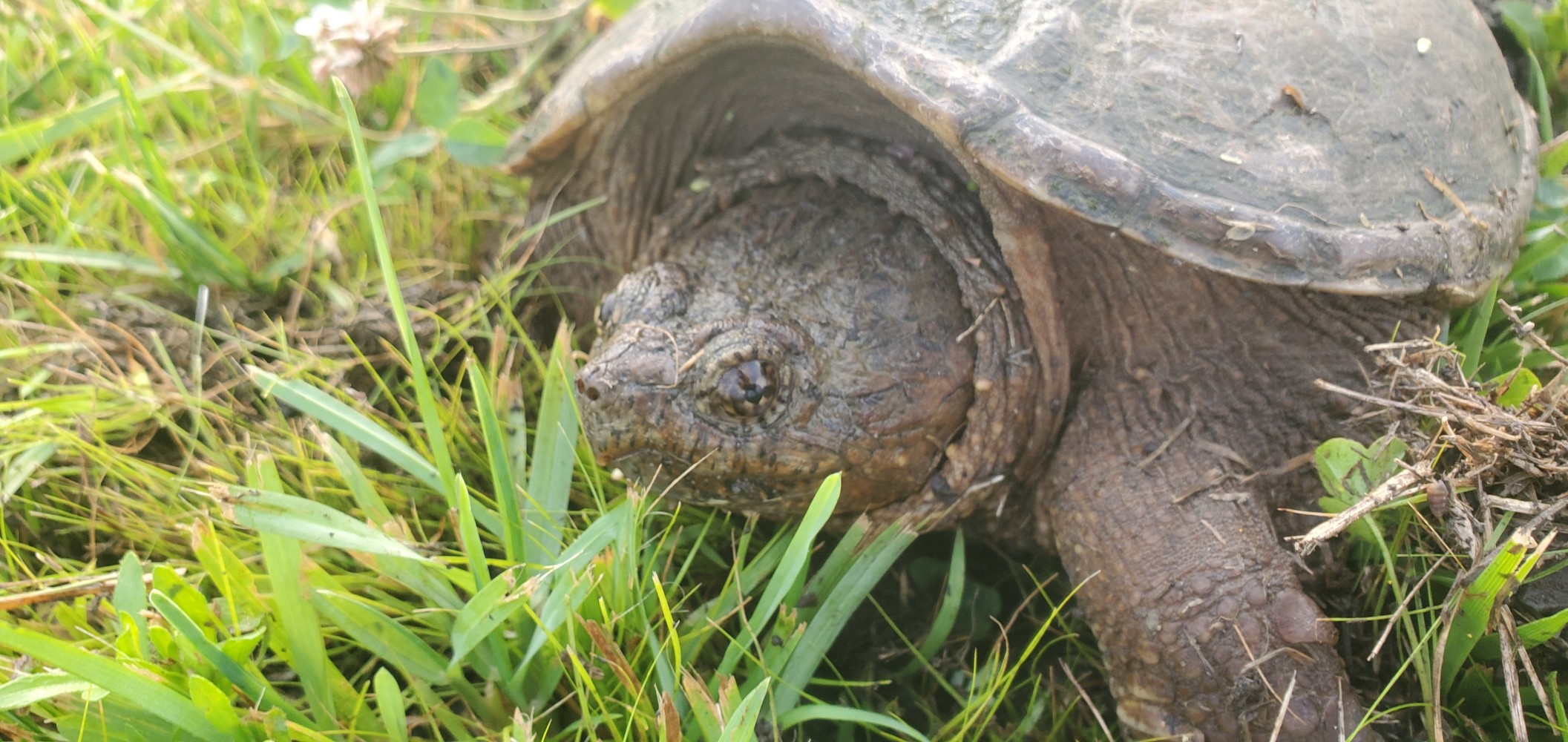 Snapping turtle!