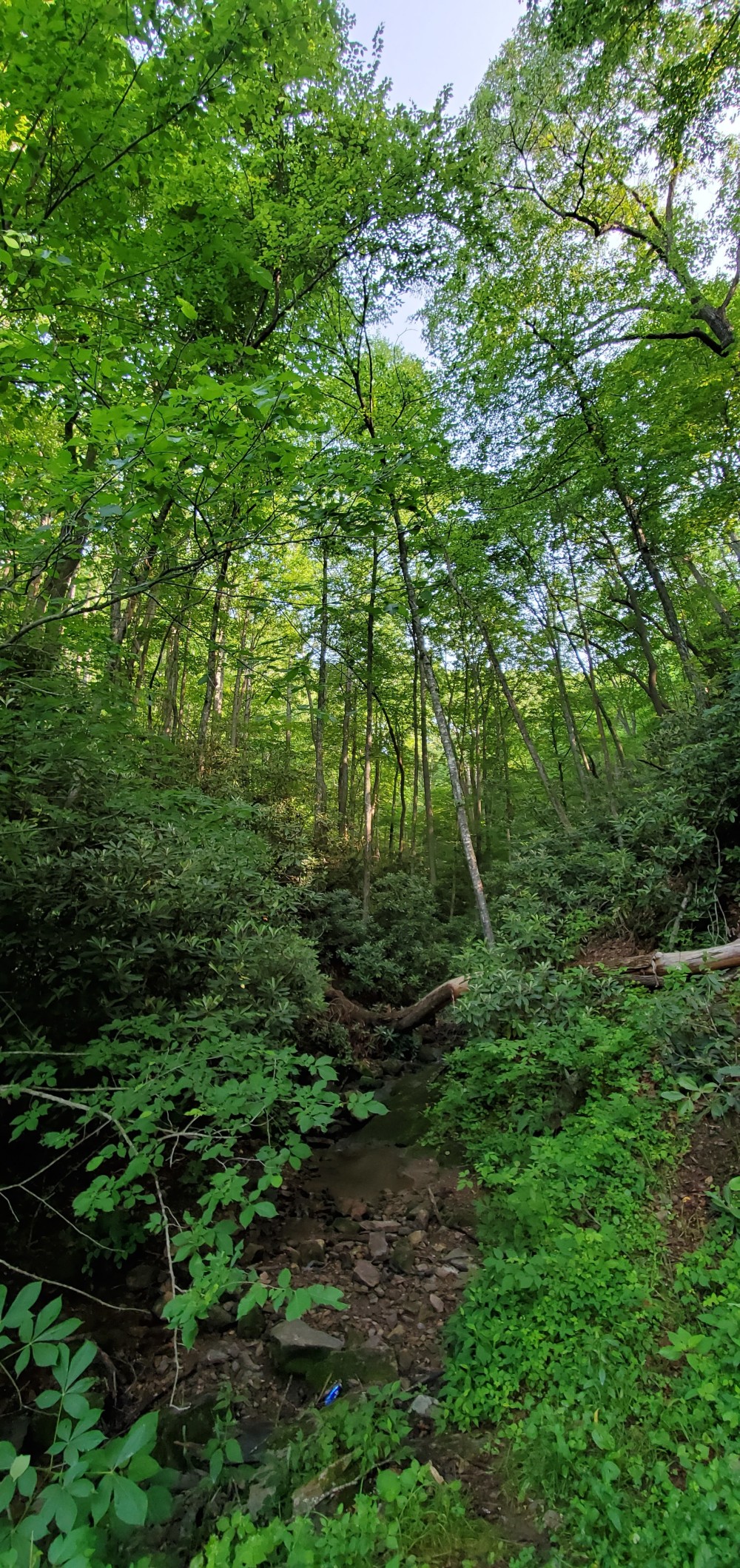 Hillside on the first Virginia 80 climb