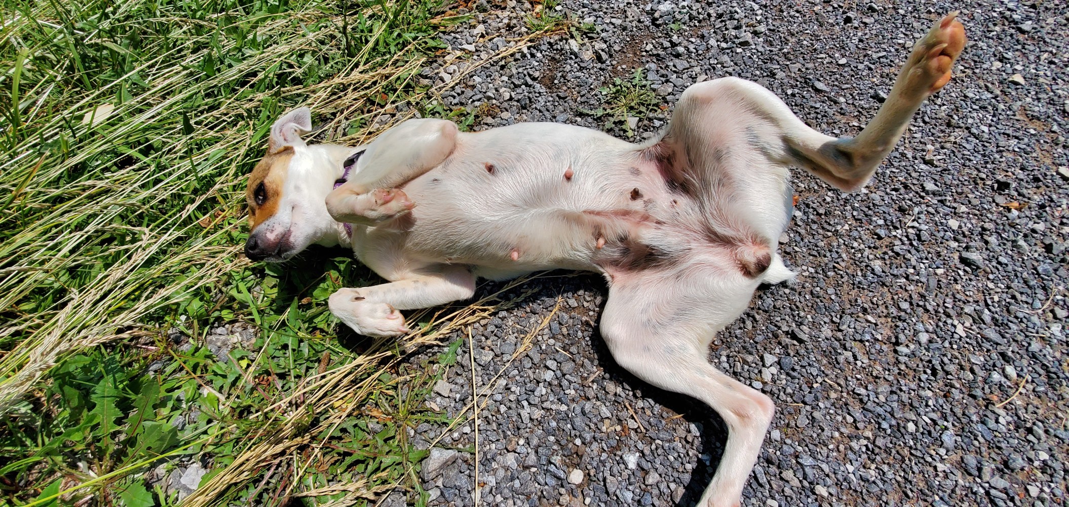 My friend would like some belly rubs. OK, thanks.