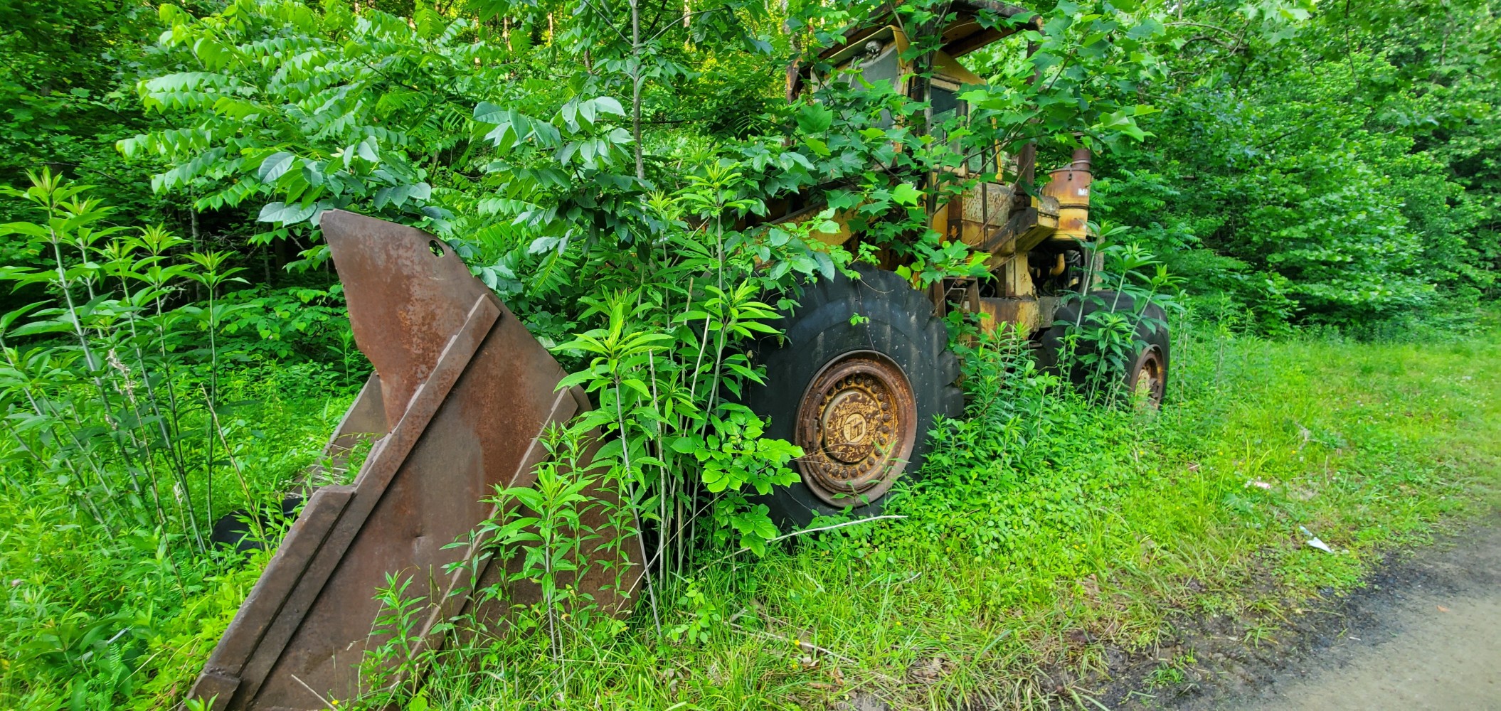 An abandoned bulldozer, being eaten by the vegetation.