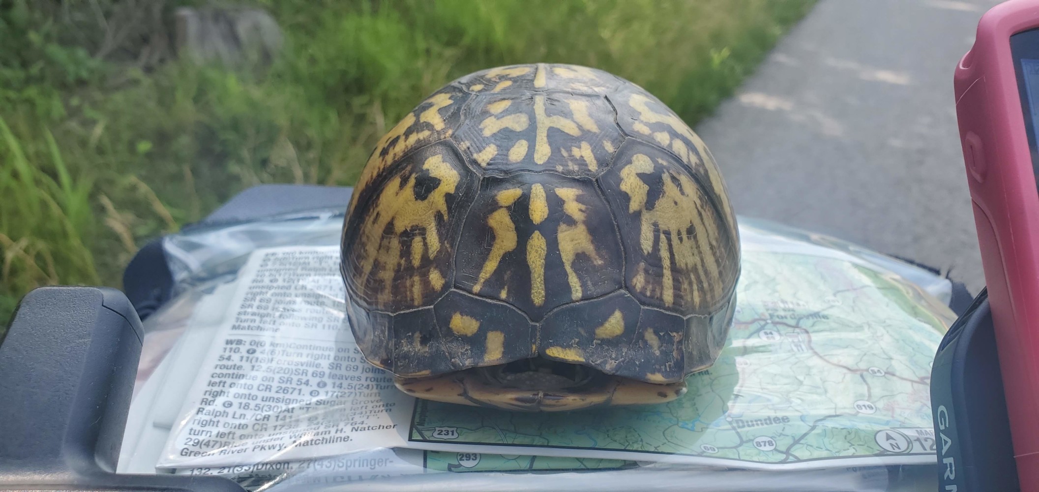 Another box turtle rescued from the road, but he doesn't seem very grateful.