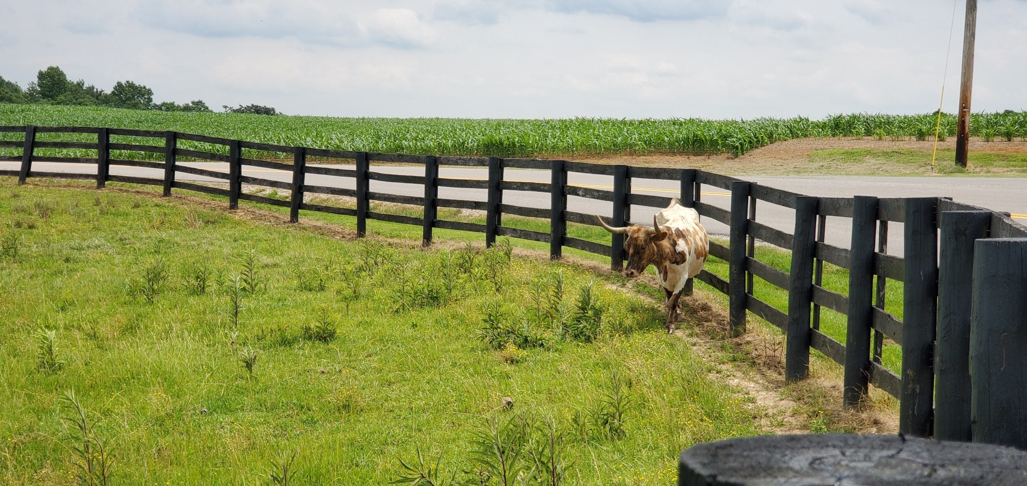 Another longhorn (I think)