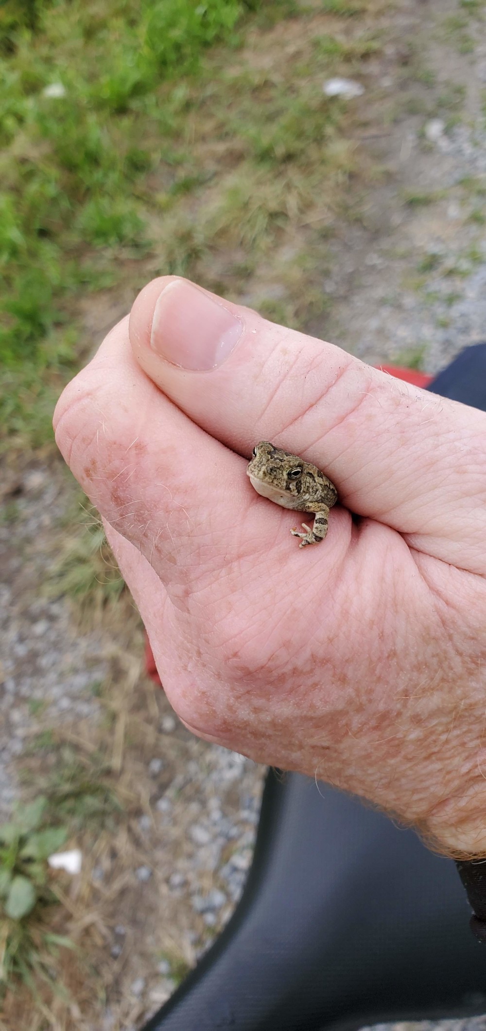 I have been seeing SO MANY of these little toads, mostly squished, and I finally found one I could easily catch as I was surveying my first flooded road. He was so cute!🐸