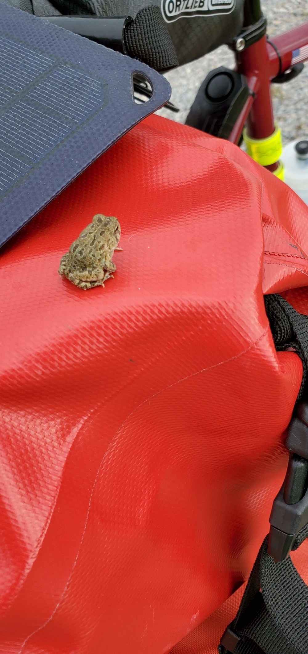 After I forced him to pose for a picture in my hand, I put him on my bike, hoping for a good shot, but he was in a hurry to get back to his toad business, so this is the best I could get.