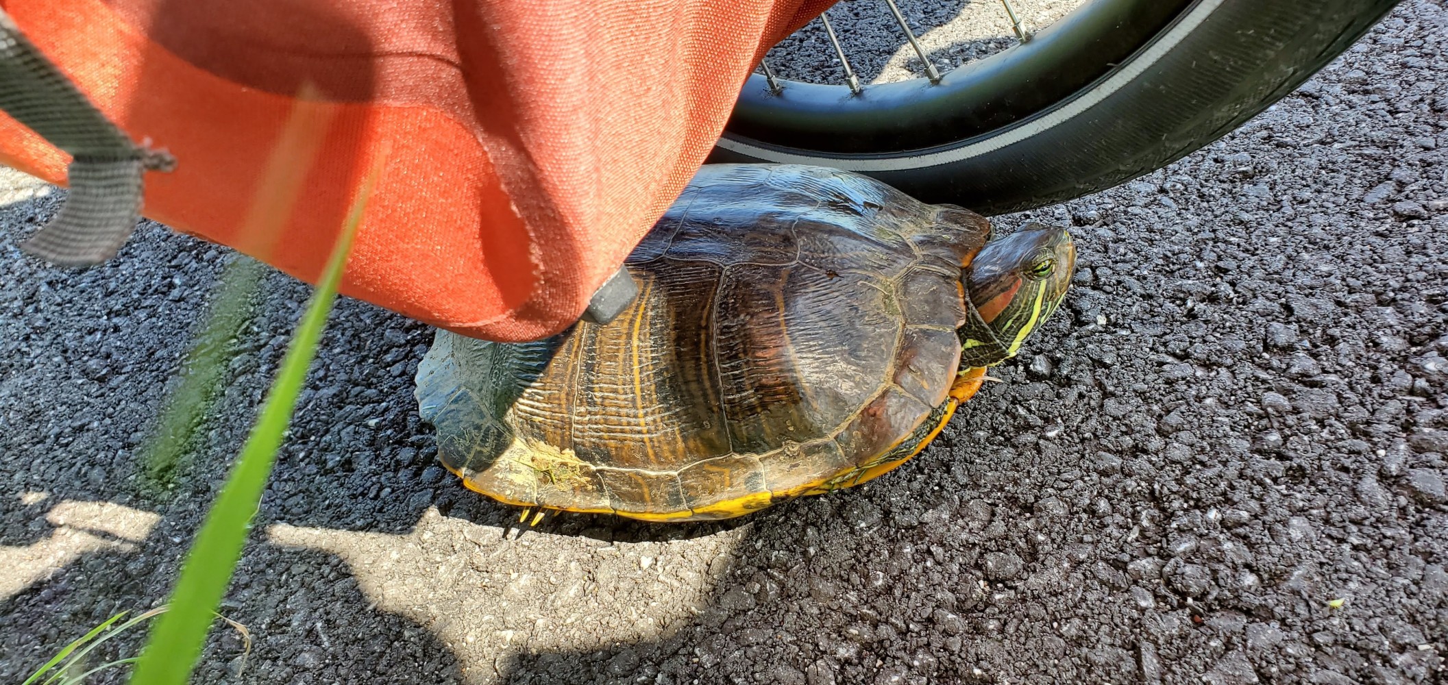 This was the biggest red-eared pond slider I've ever seen. He didn't fit on my handlebar bag, and was too feisty to hold with one hand for a picture, so this is what we get instead. 😁