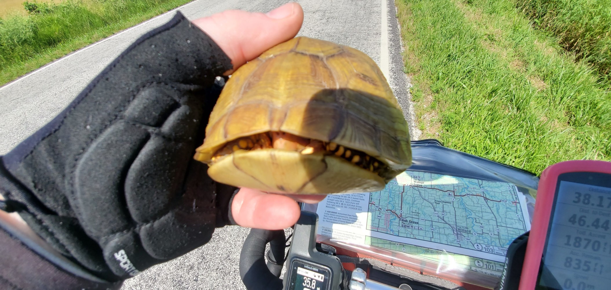 You can see the box turtle's little nostrils poking out a little.
