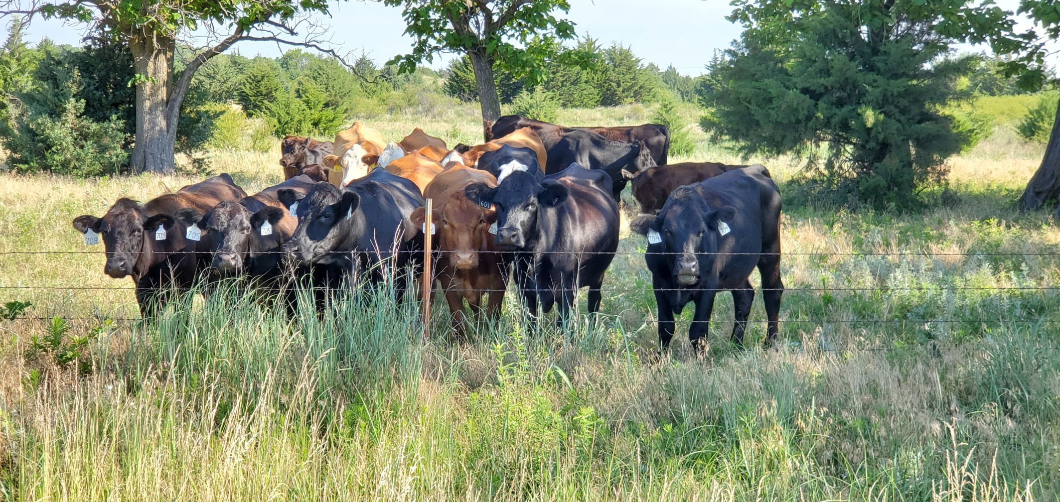 I had a lot of fun with these delightful cows. I have some video, but can't upload it yet.