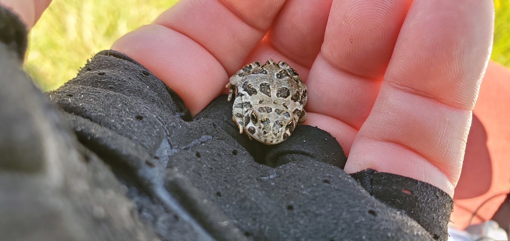 A little Woodhouse's Toad. In a one-mile stretch of road leading into Nickerson, Kansas, I saw DOZENS of these. (Bill Shaneyfelt indicated this might be a Great Plains toad!)