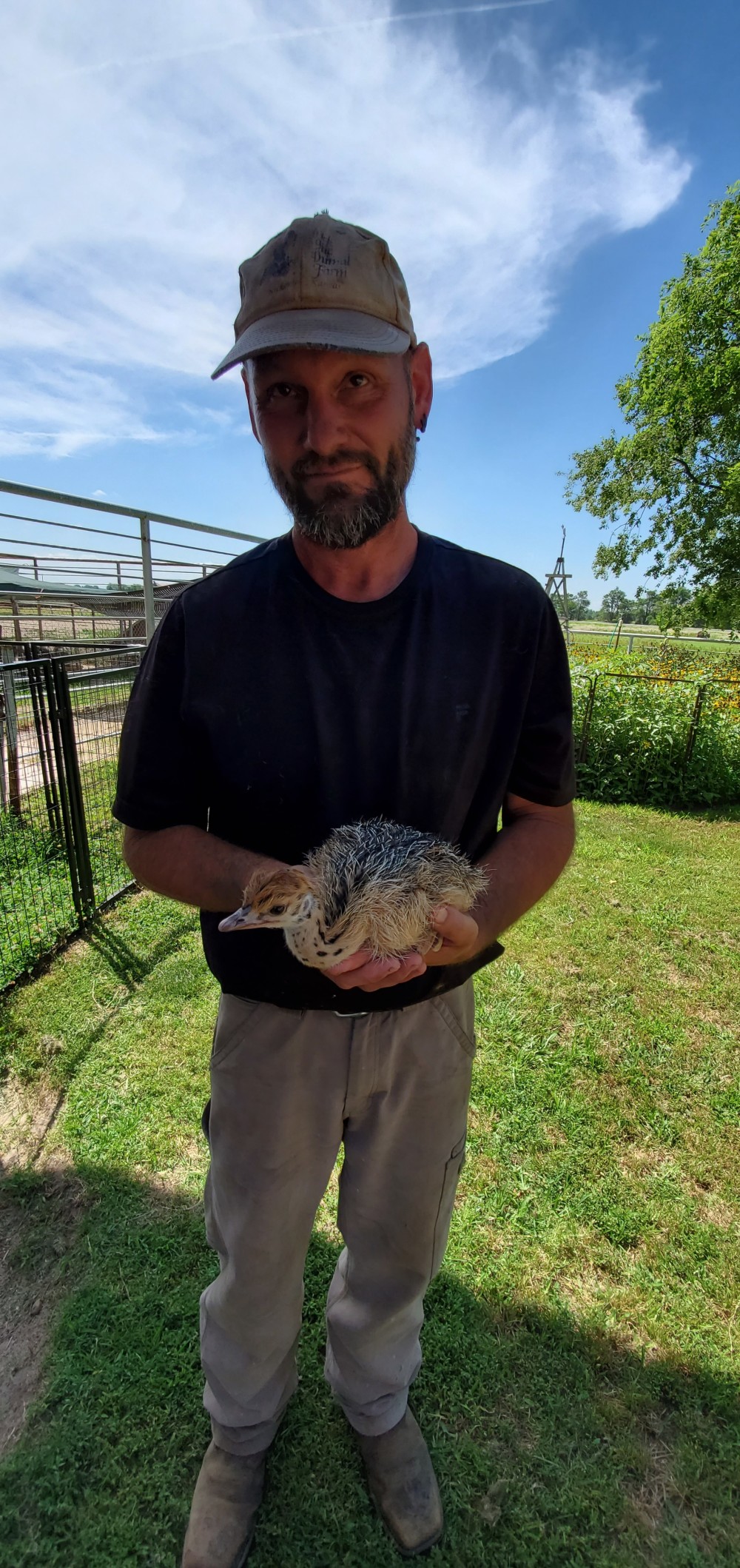 Steve and a BABY OSTRICH! It's only FOUR DAYS OLD!