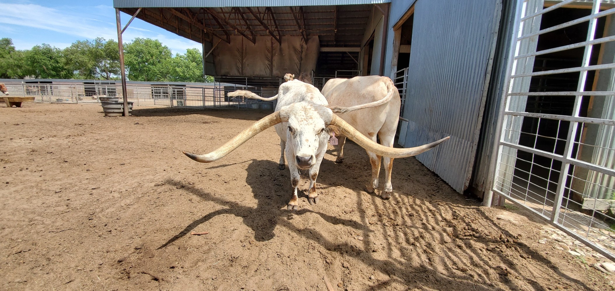 Texas longhorn!