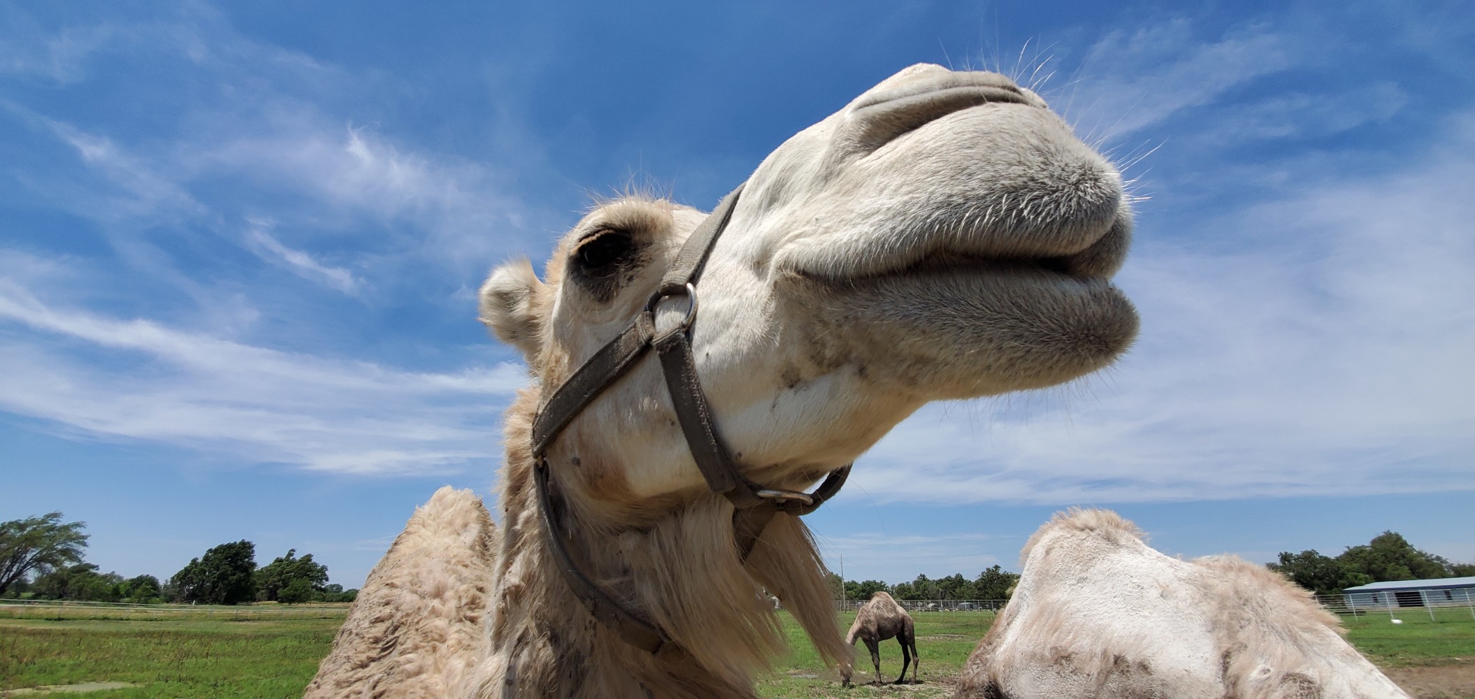 I have SO MANY VIDEOS of these awesome friendly camels, but that will have to wait for a good WiFi network. They're like PUPPIES!