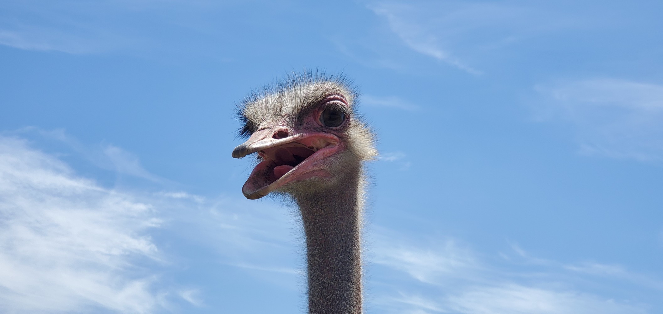 Scary ostrich.