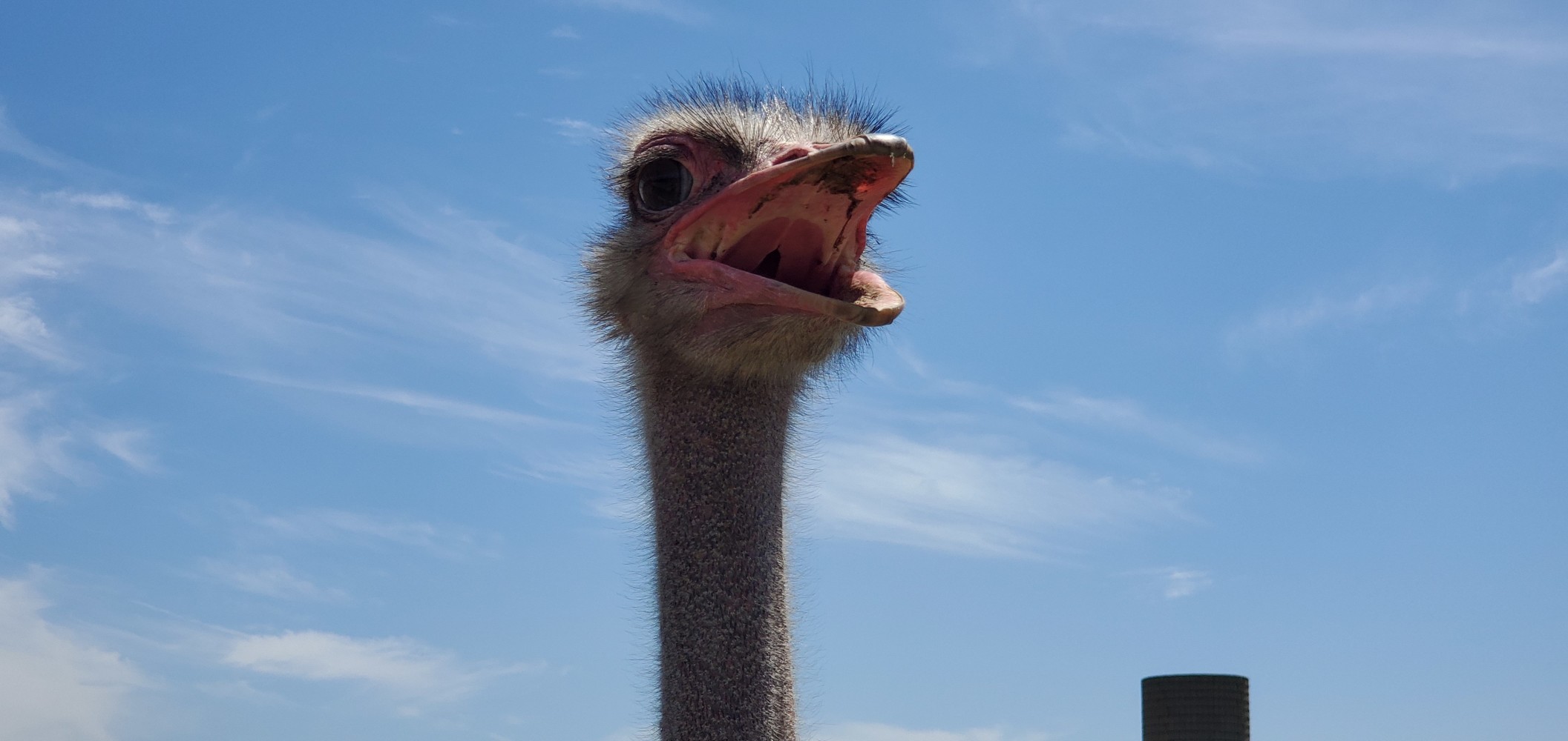 Another scary ostrich.