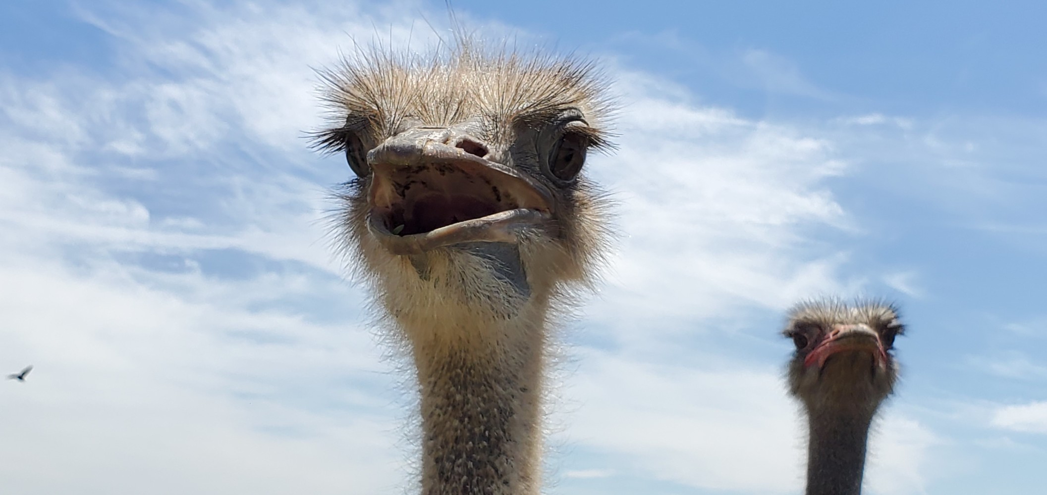 Another scary ostrich.