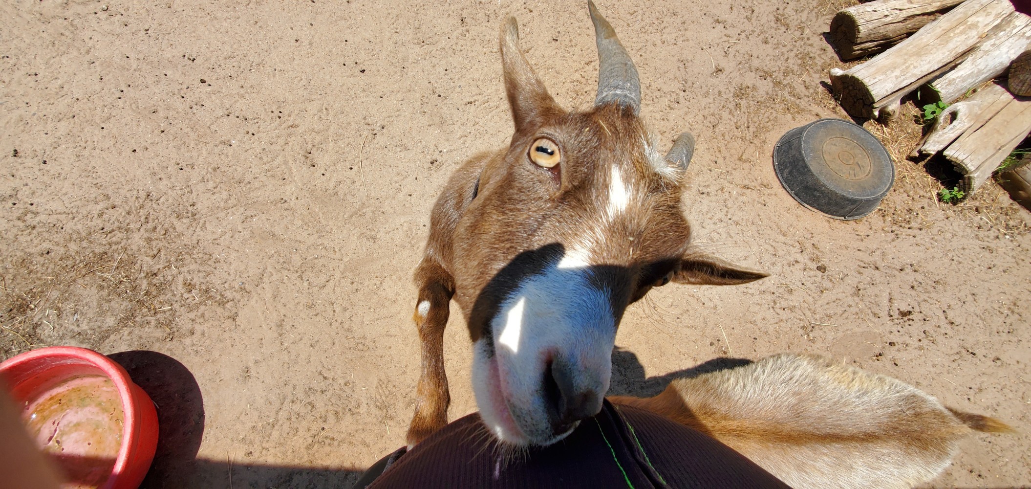This goat was climbing my leg and licking the salt off me.