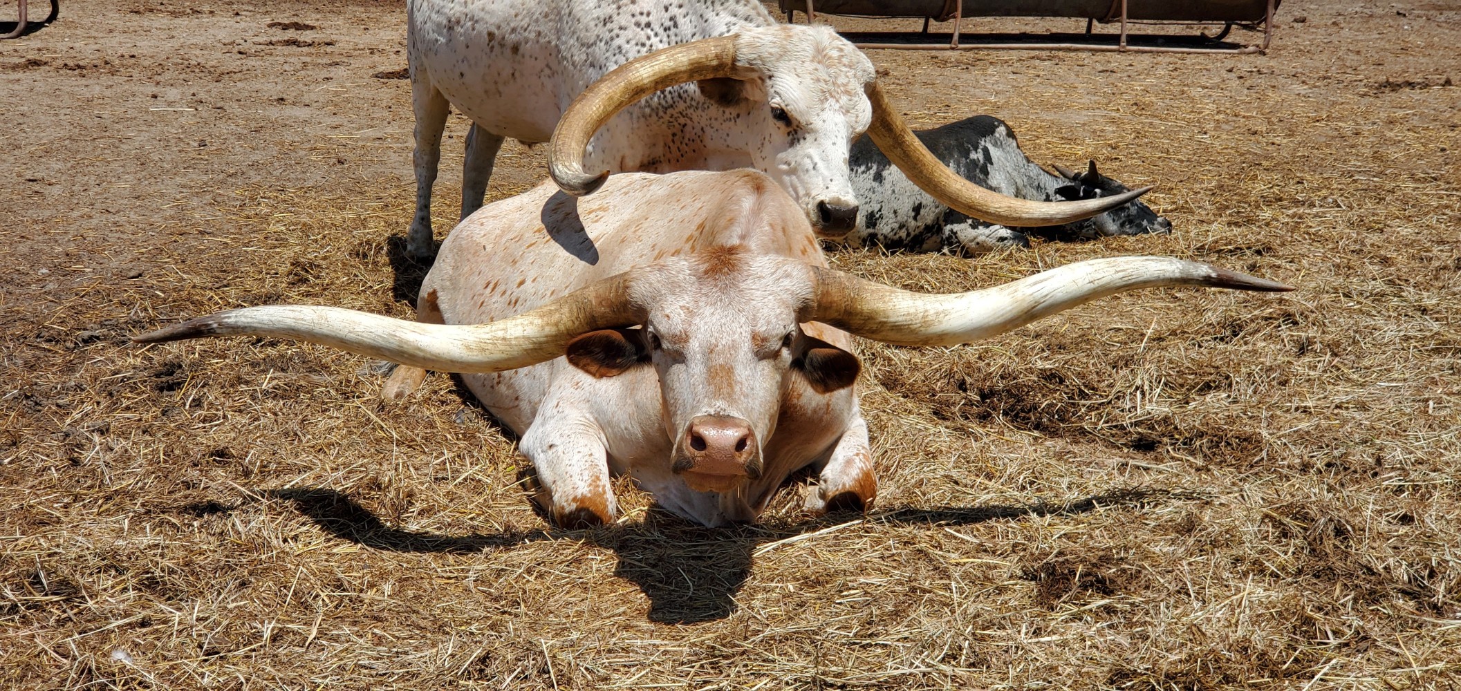Texas Longhorns