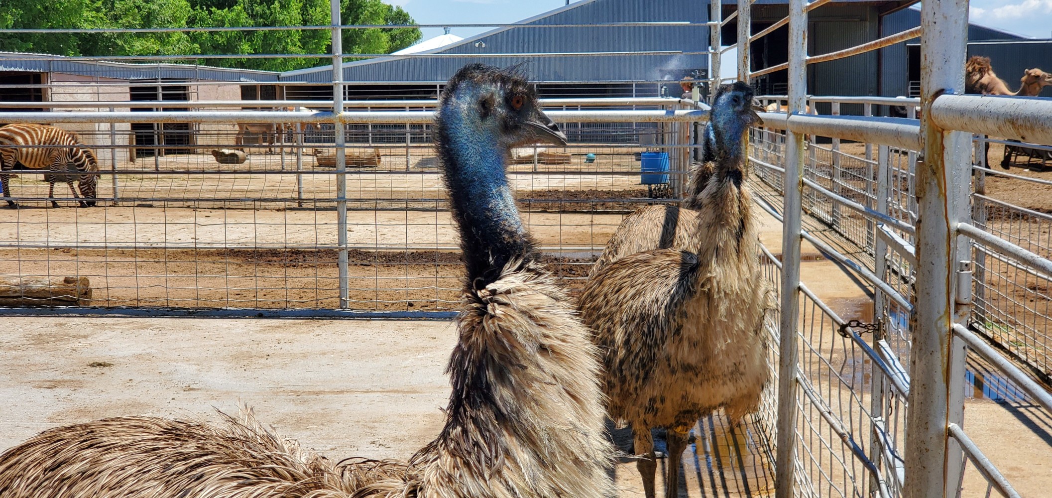 Emus