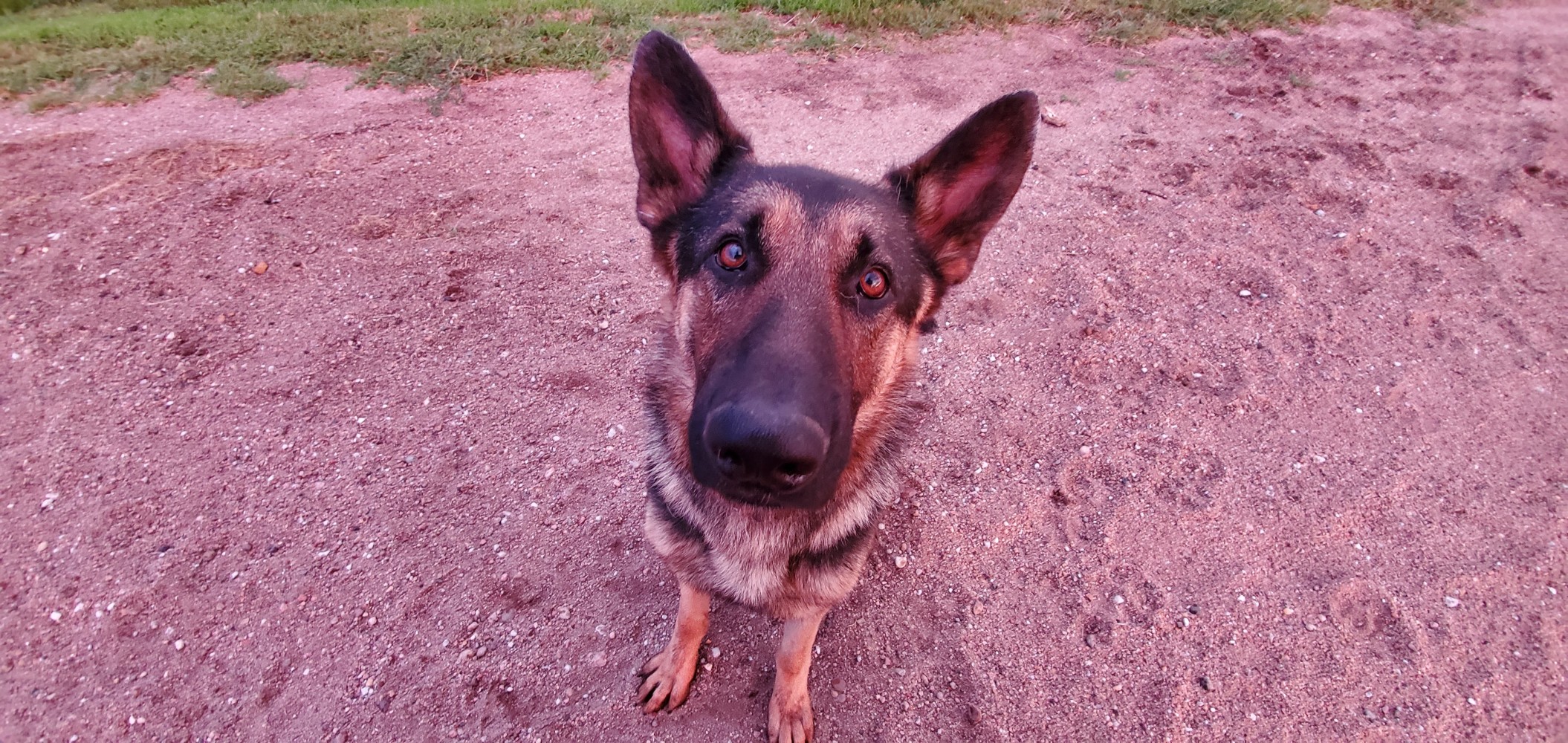 My newest friend! Video here (warning: baby-talk): https://www.instagram.com/p/BzeKBm1Al2l/