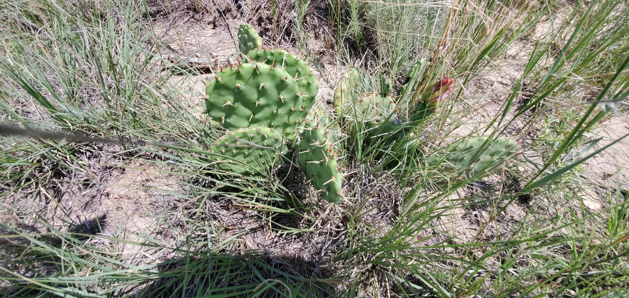 Cactus!