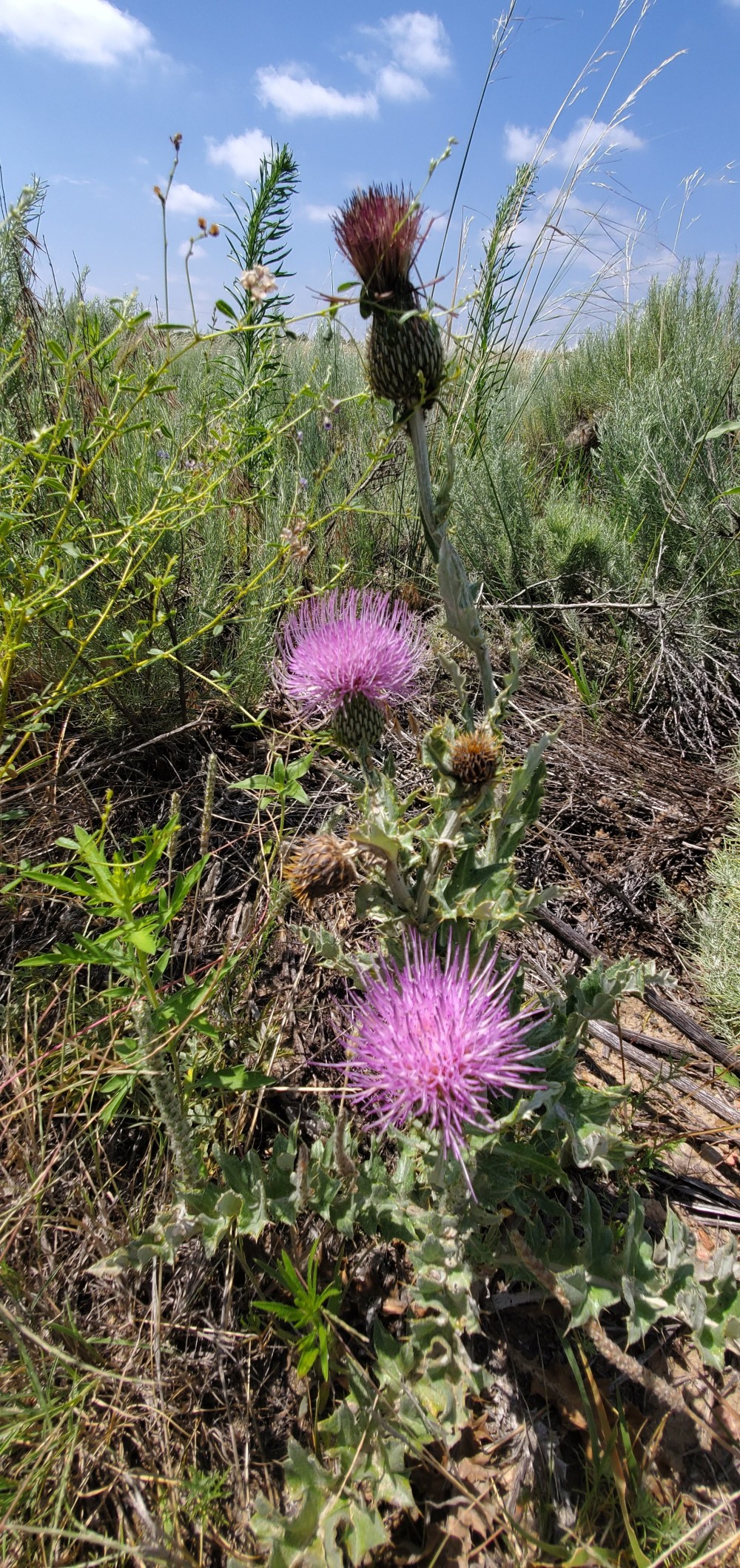 Thistle!