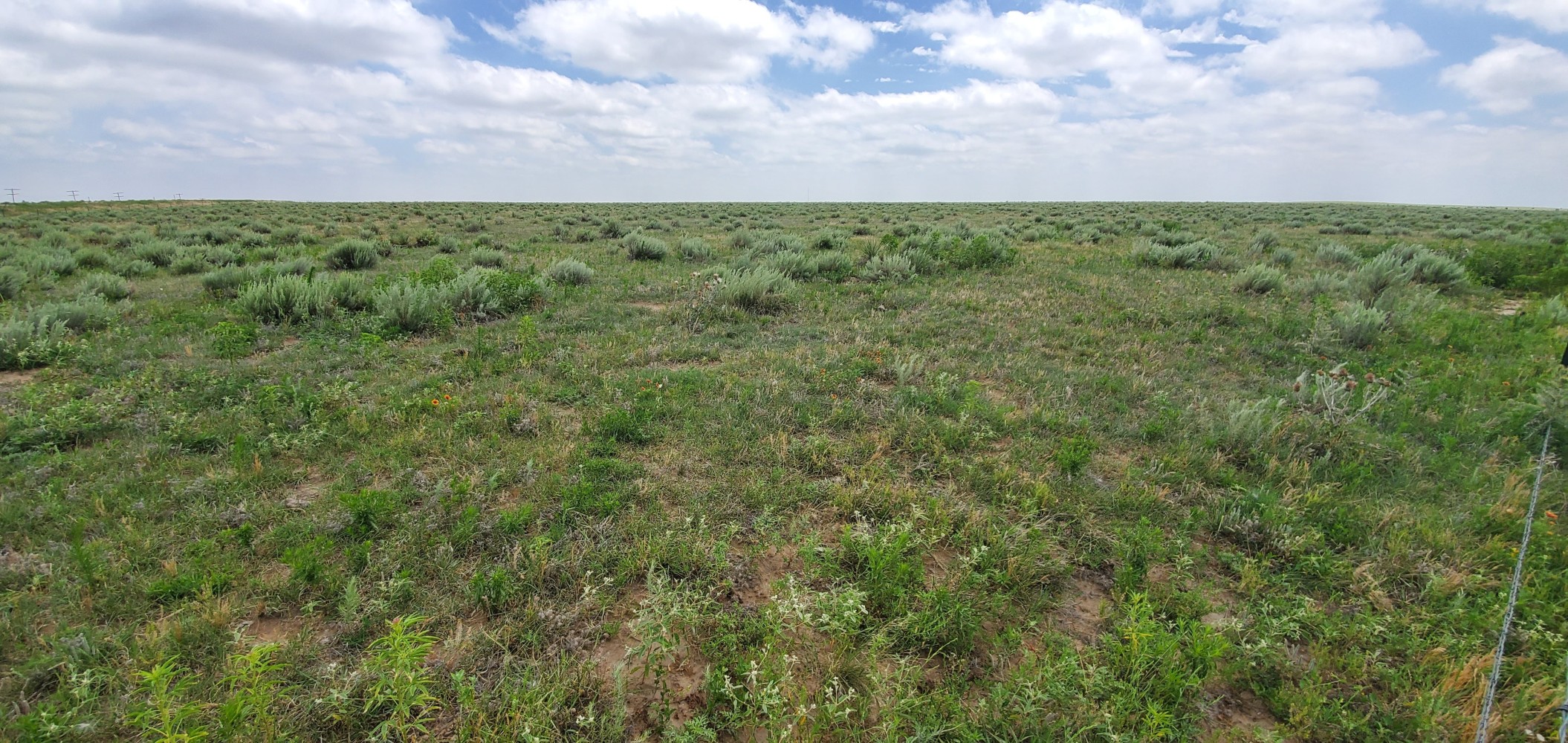 Rabbit brush!