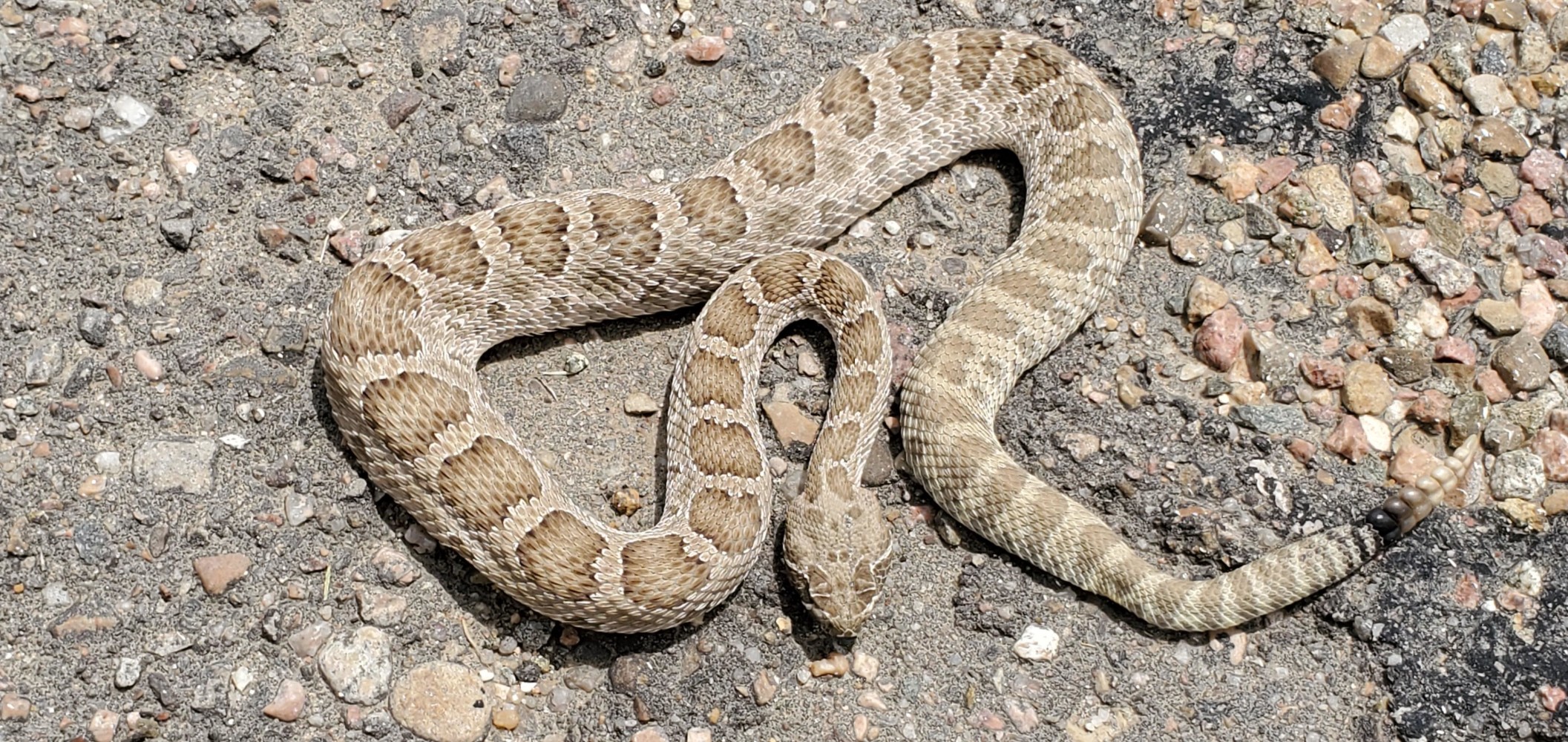 Poor, dead, rattlesnake .😢