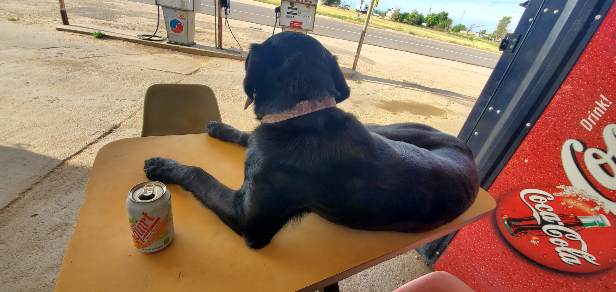 Jäger likes to sit on this table. I was having a snack and drinking a soda, and he just climbed on top and made himself at home. I was thrilled.