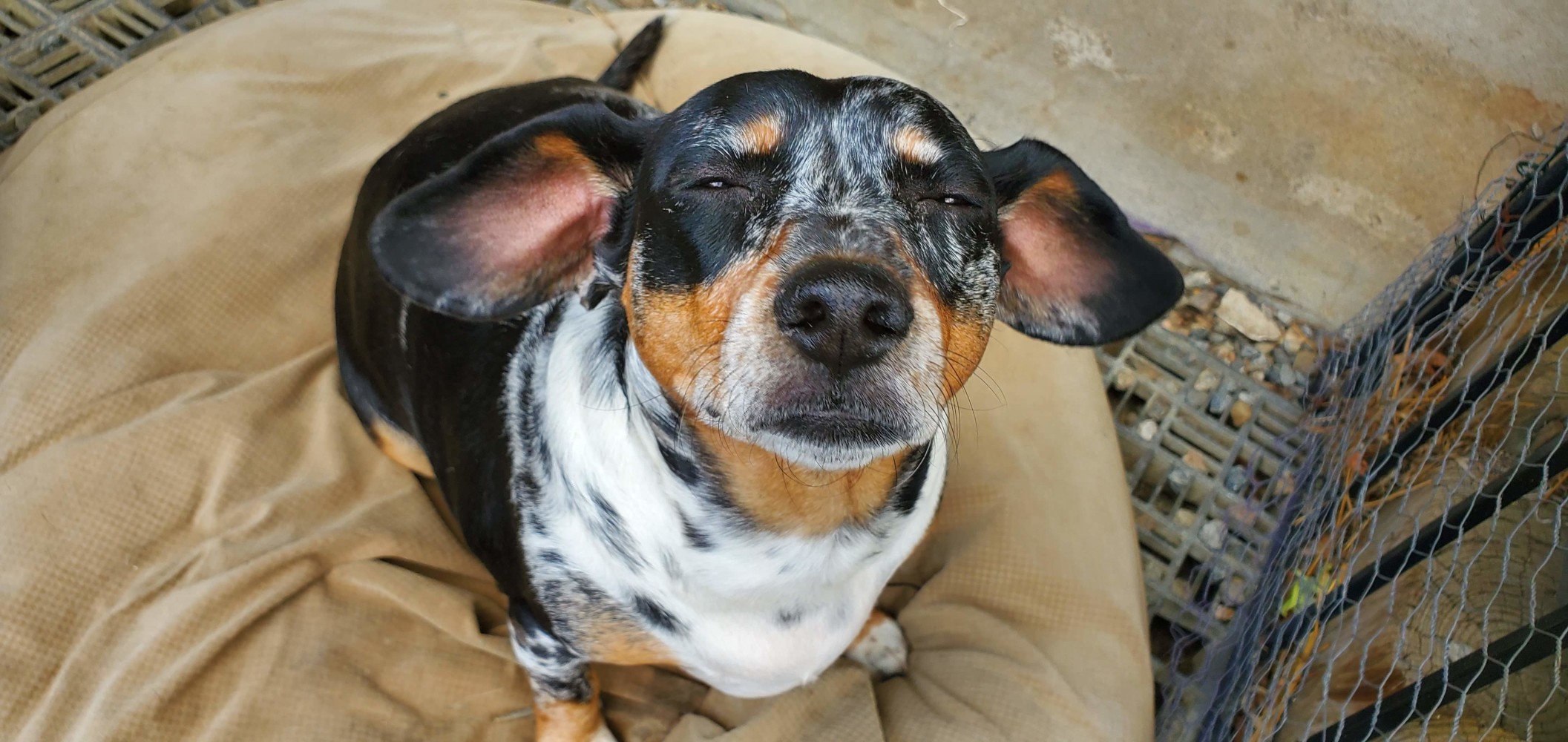 Koleen's sweet dog, Ada!