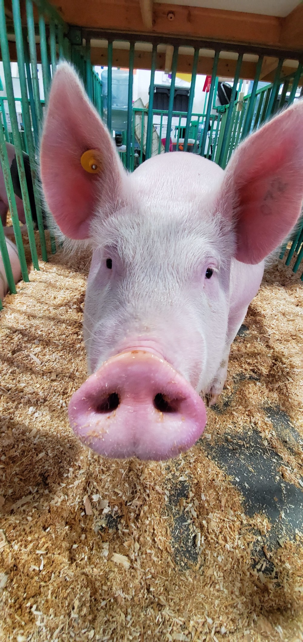 Photogenic pig