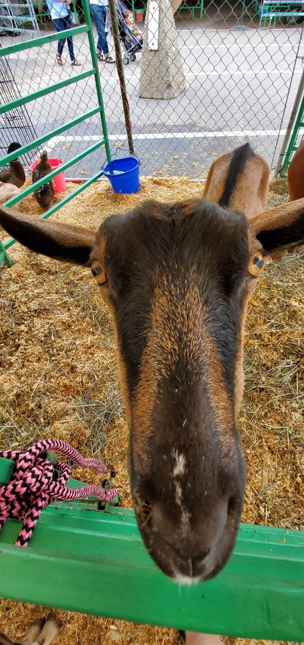 Goat nose