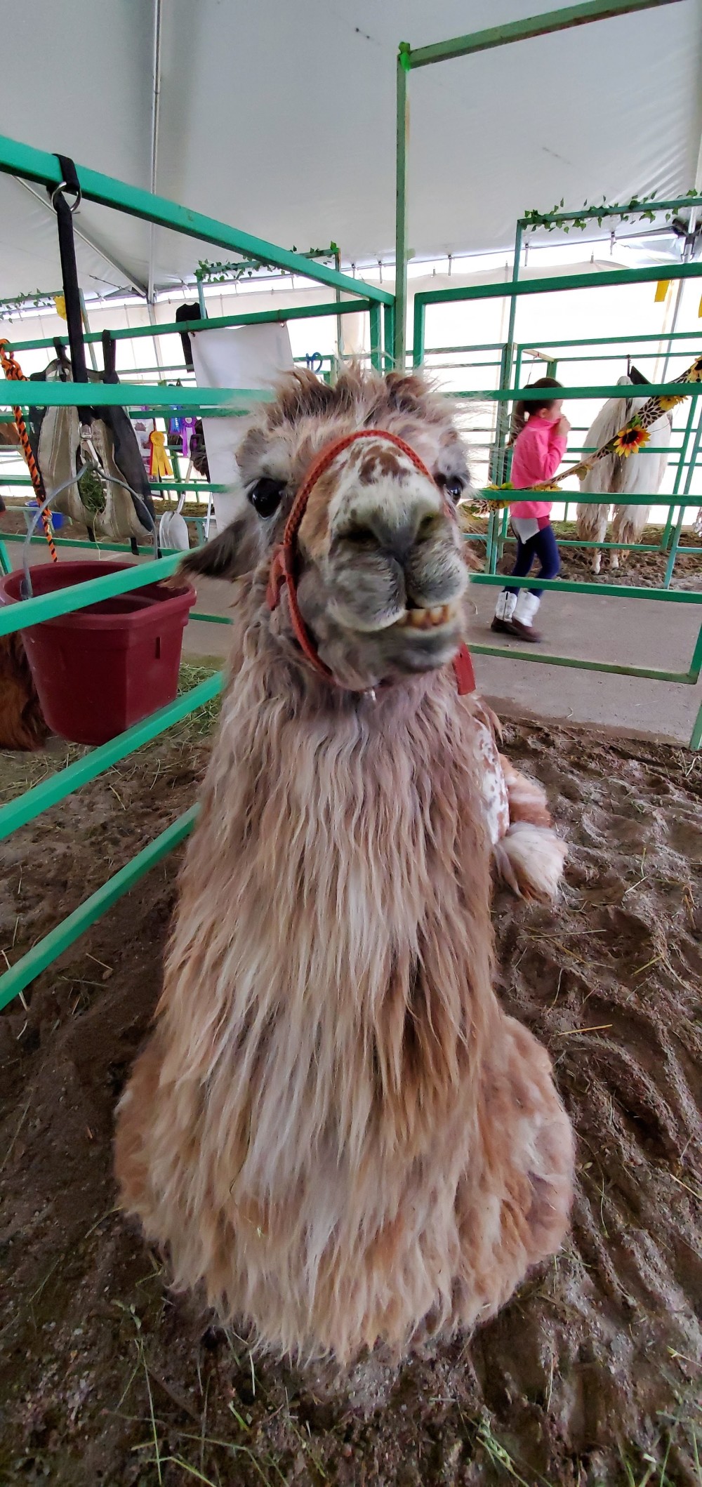 Placid llama