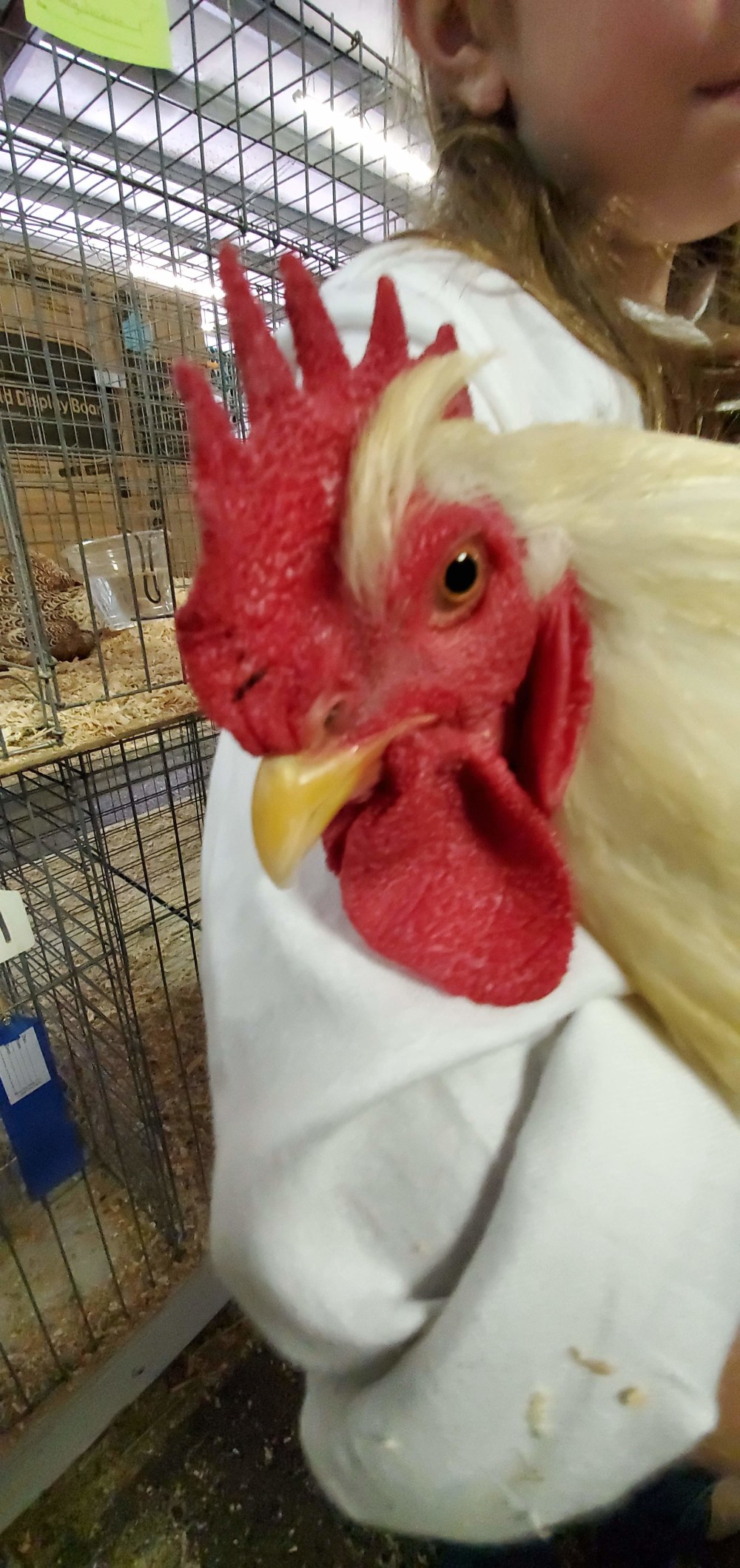 This rooster was so calm. He let us touch the bottom of his feet, which were very soft. He also knew which cage was his, and his girl put him on the ground and he hopped down the aisle and jumped in.