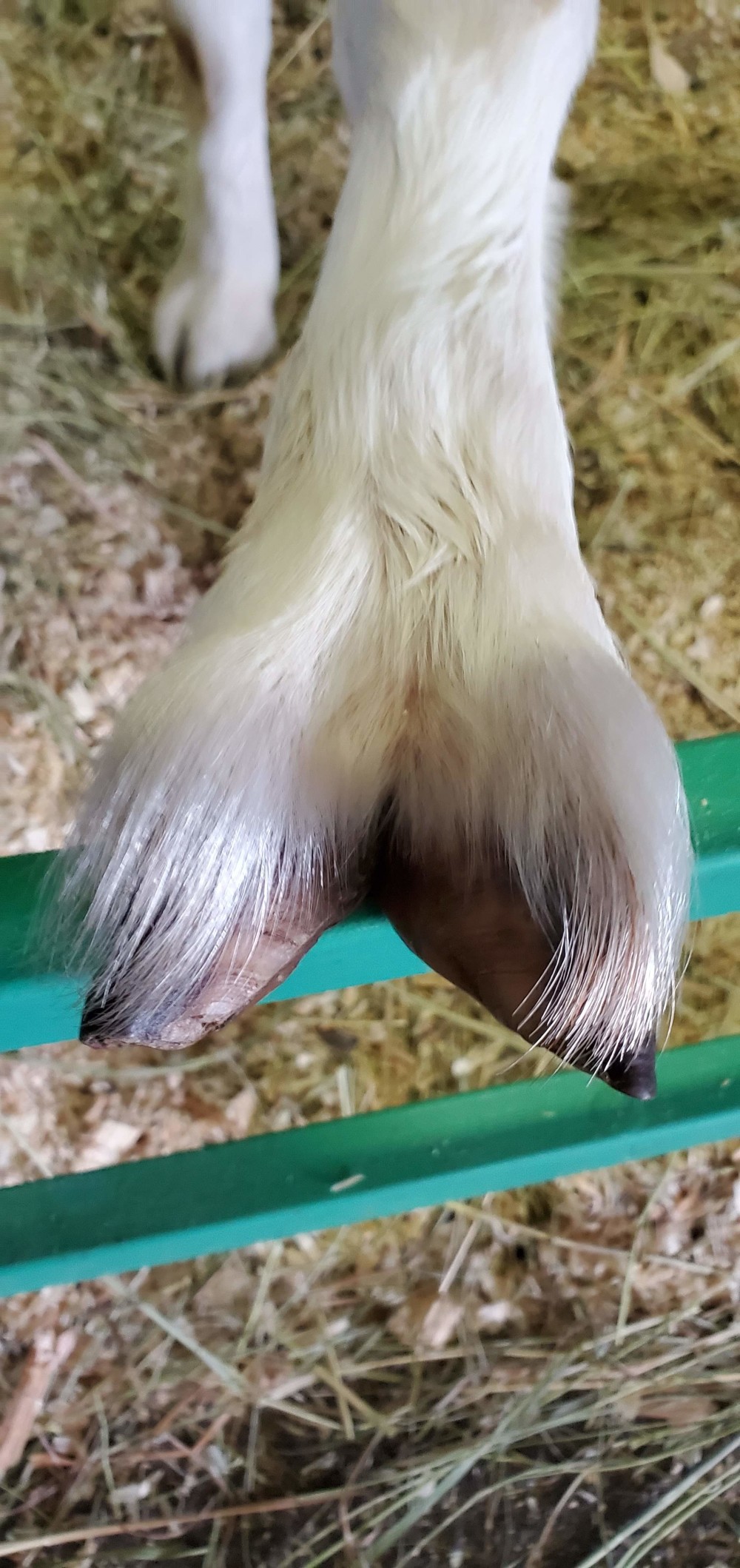 Goat foot. I've never really looked at one up close!
