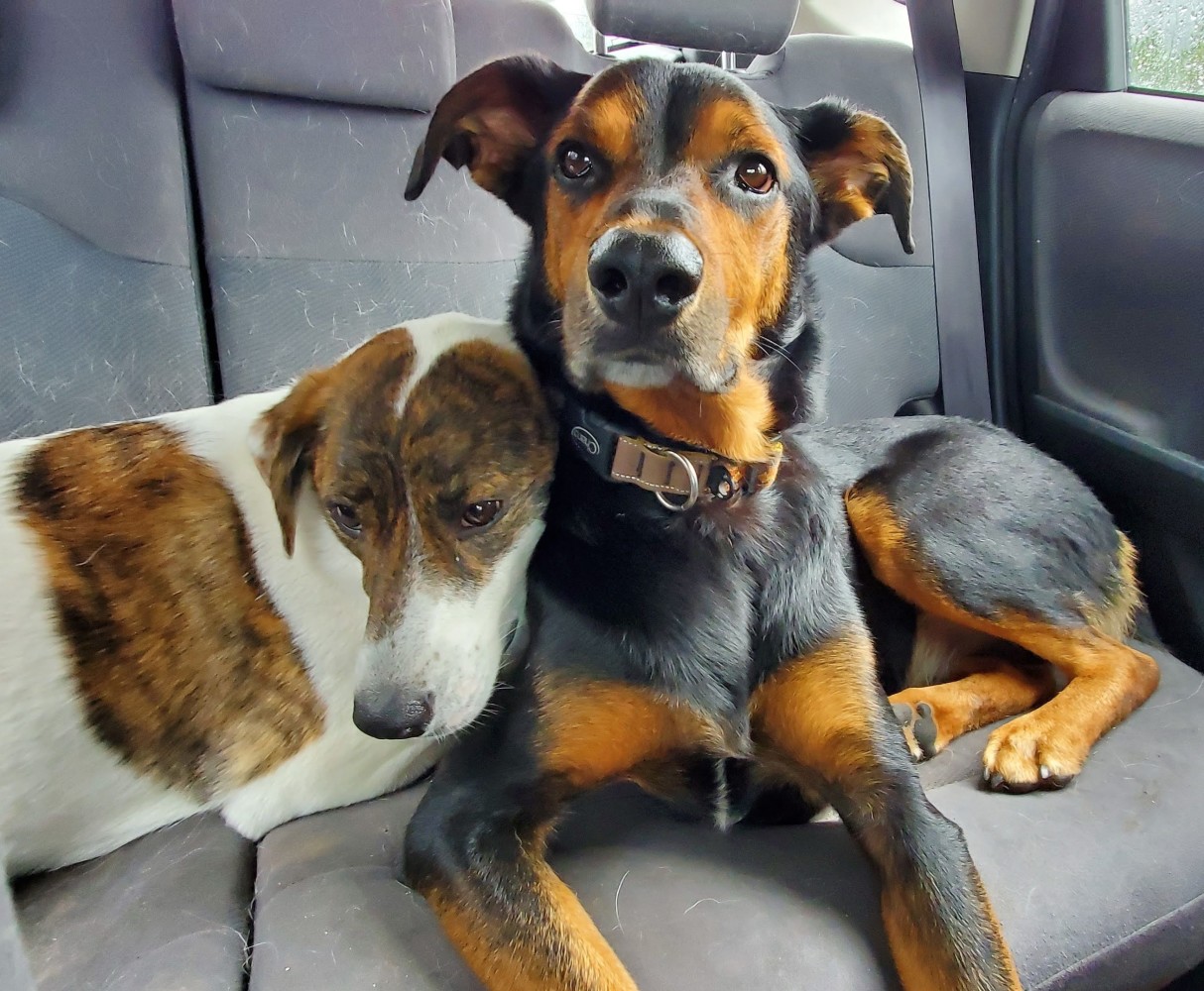 Juniper and Sully