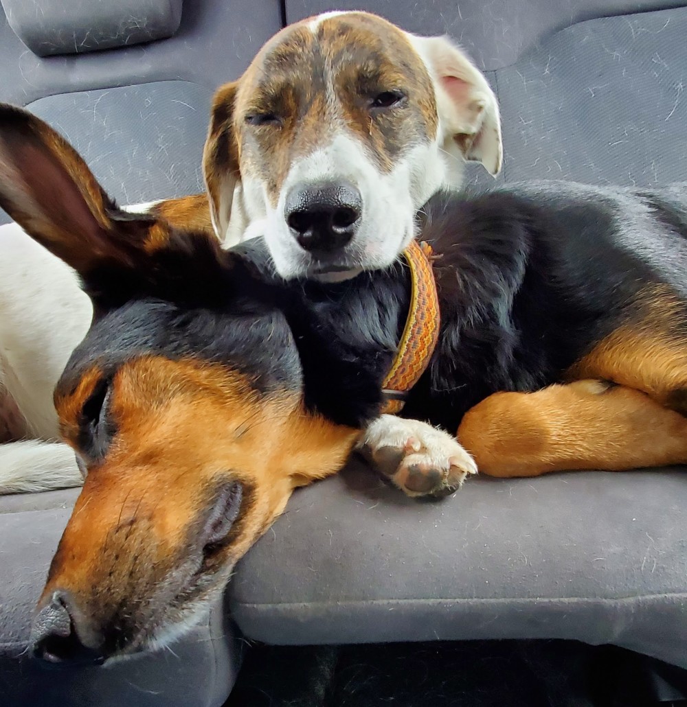 More Juniper and Sully