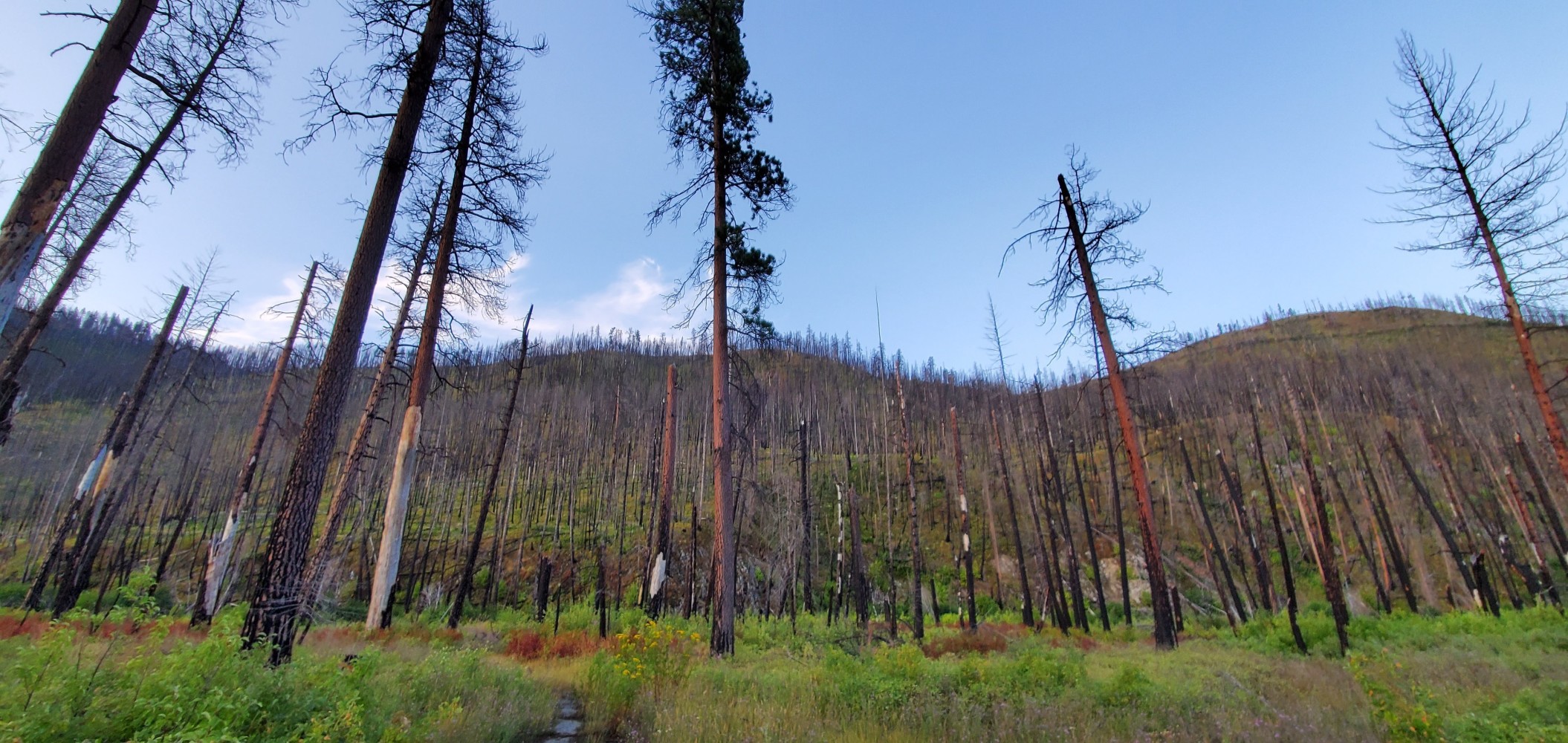 The aftermath of the Lolo Peak Fire, I think.