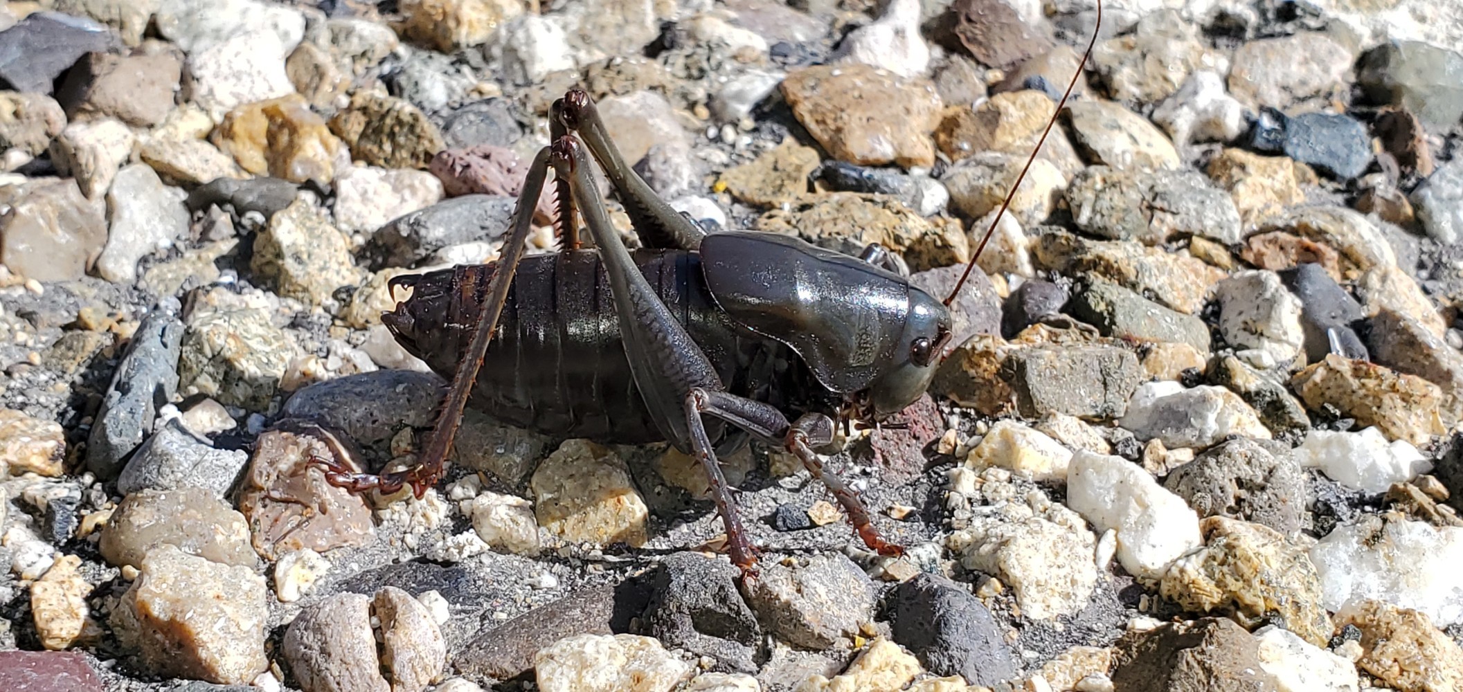 Mormon Cricket.I was climbing over Brownlee Pass, north of Cambridge, Idaho.I started seeing these HUGE BLACK crickets. There were more and more of them! I realized the ones on the road were eating the remains of their relatives who had gotten squished by cars. I saw one dragging off a snake's shed skin!At their densest, I could see hundreds on the road! Even I was a little relieved when they started thinning out and eventually disappeared!