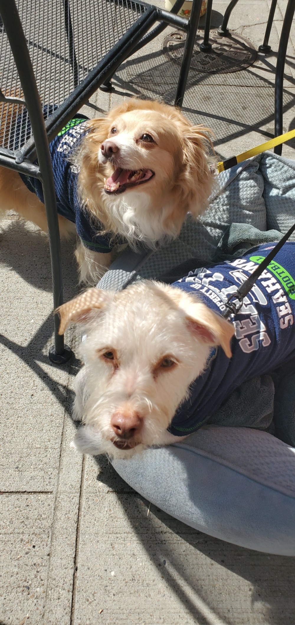 Donna and John's doggies! The one in the rear is Franklin, and I forgot the name of the one in front, but they were sweet!
