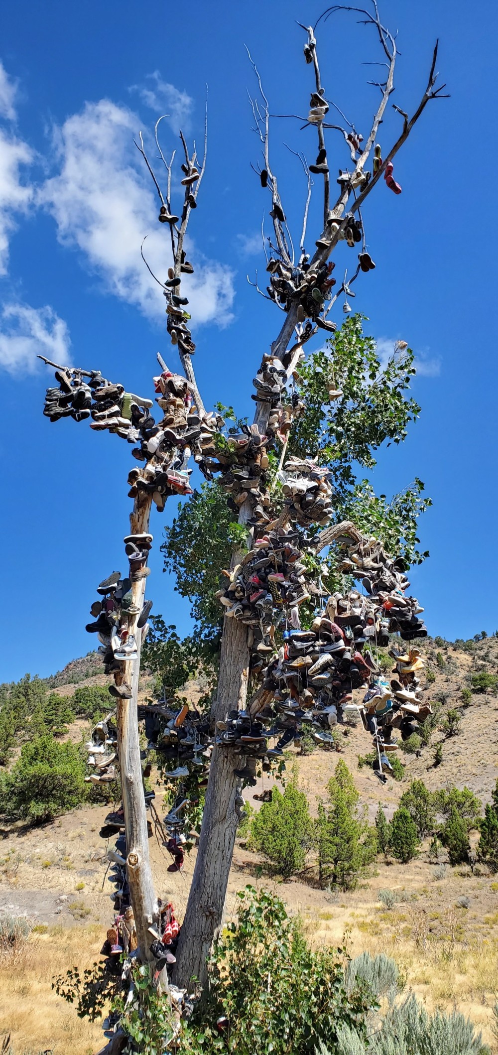OK, here's a strange thing. This tree is covered with shoes, and it is pretty far from town. If you search for "mitchell oregon shoe tree" you'll see nobody really knows the story. https://www.roadsideamerica.com/tip/11421