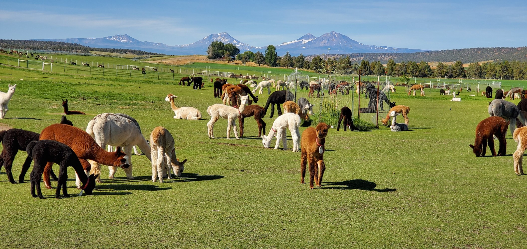 There was an alpaca farm on the route. This is a fraction of the alpacas I could see. They wouldn't come to the fence, but they were really cute!