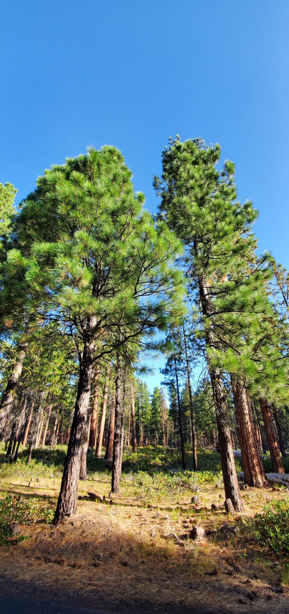 Ponderosa pines on the east side of the pass